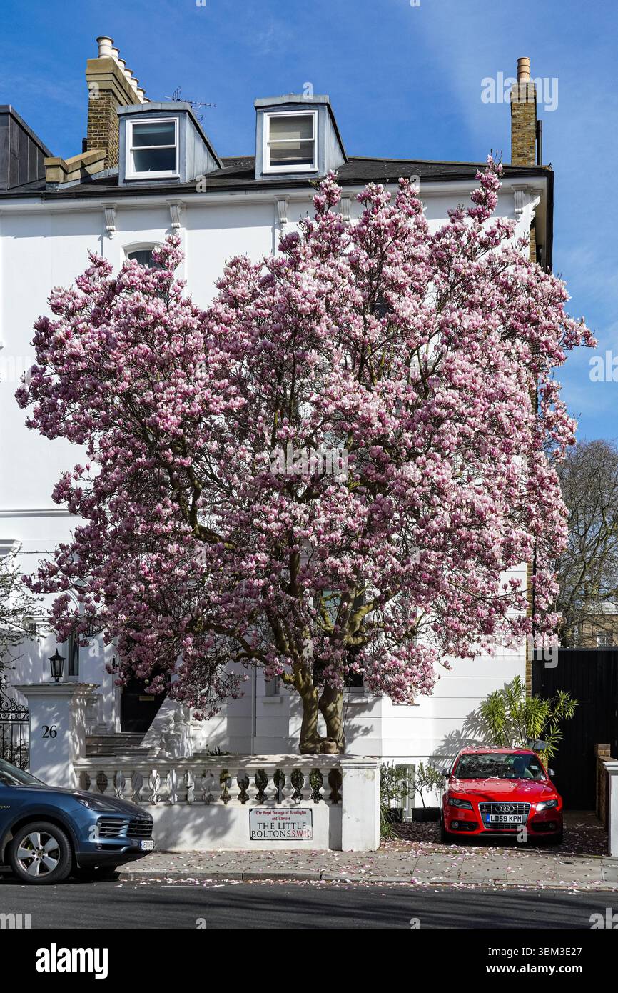 Arbre de magnolia fleuri à Kensington, Londres, Angleterre, Royaume-Uni, Royaume-Uni Banque D'Images