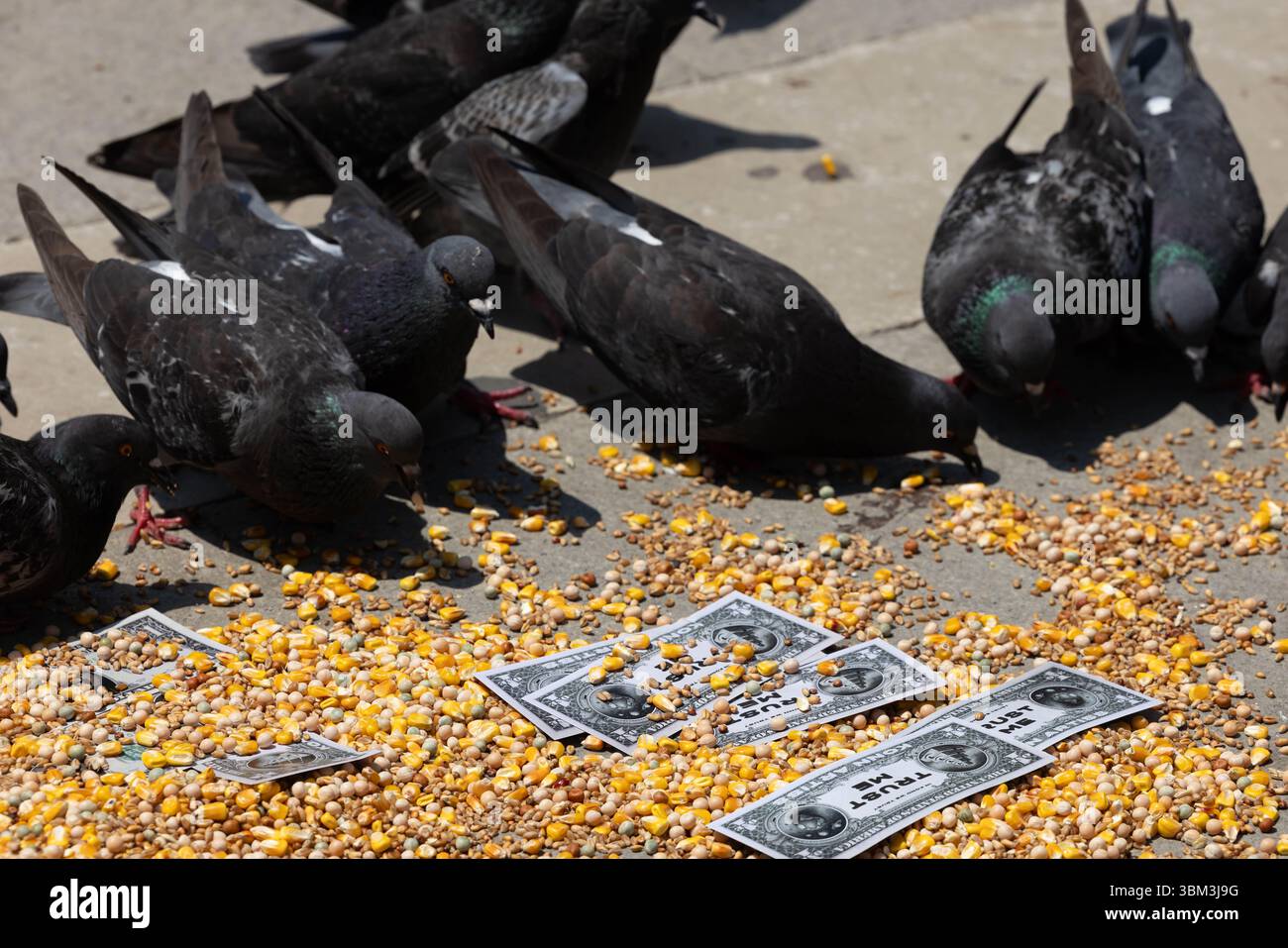 Venise, Italie - 24 juin 2025 : les pigeons picotent du maïs et des billets de dollars sur le sol, mettant en valeur l'interaction entre la faune et la vie urbaine Banque D'Images