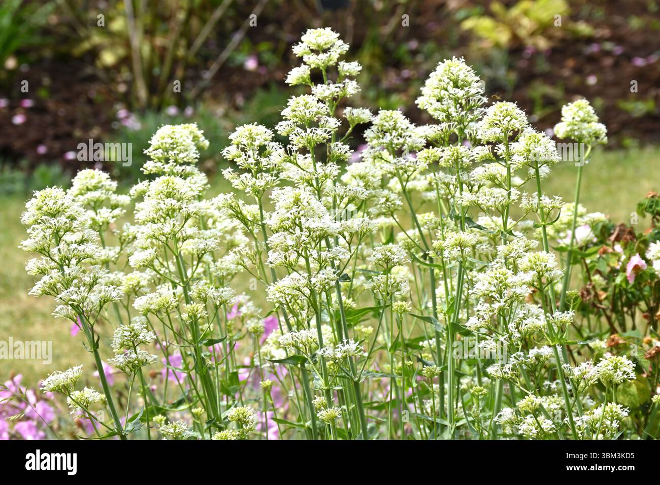Fleurs d'été aérées de valériane rouge (forme blanche) Centranthus ruber 'Albus' UK jardin juin Banque D'Images