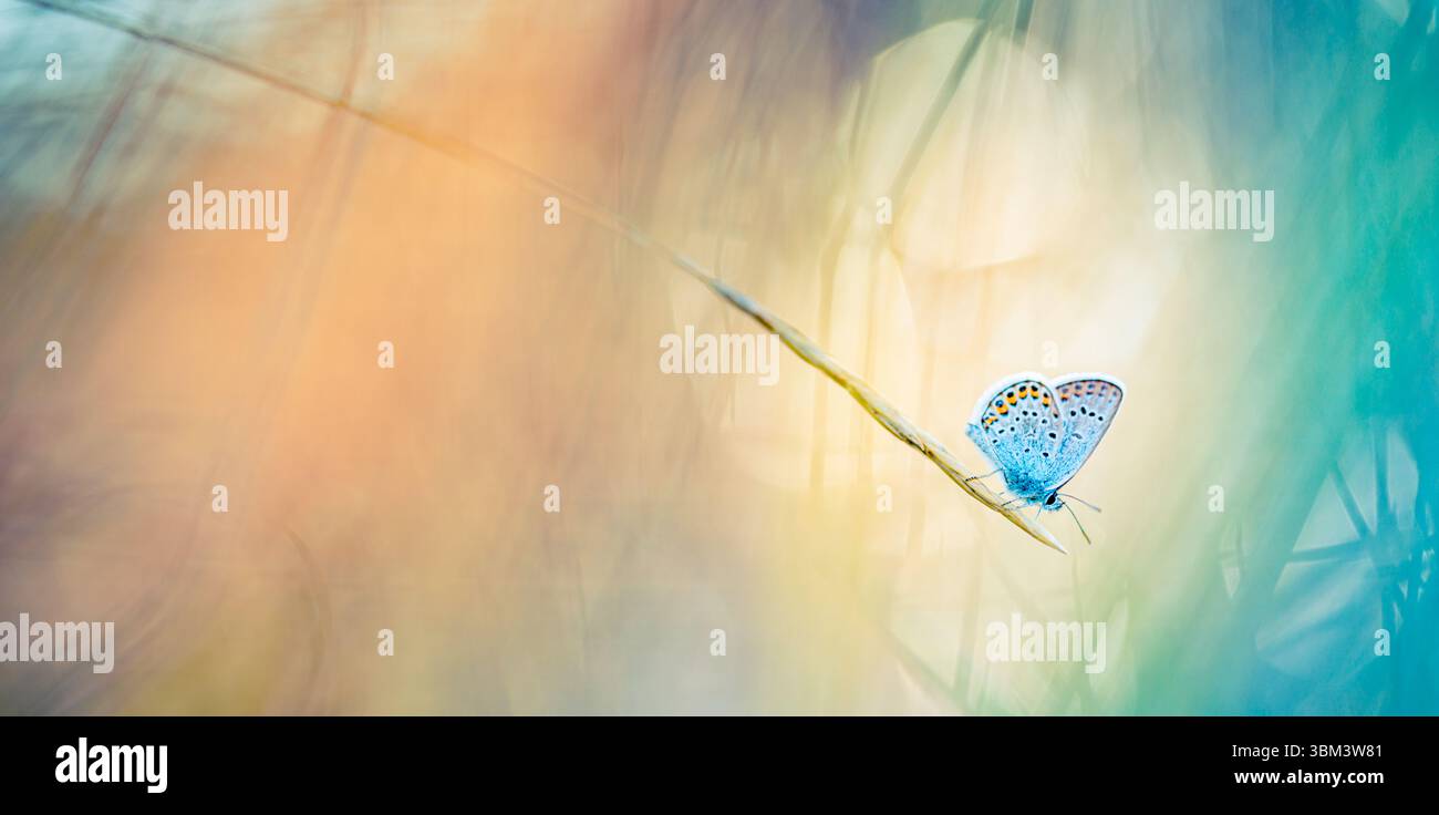 Lumière du soleil colorée vive sur les ailes de papillon macro vue, lumière de jardin de rêve, moment de détente dans la nature, scène d'été paisible, gros plan naturel vibrant Banque D'Images