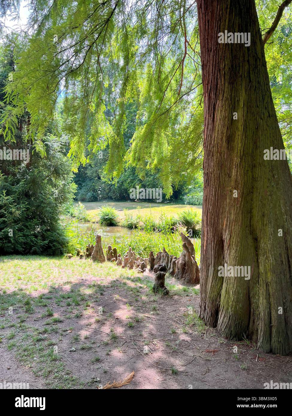 Racines respirantes d'un séquoia exposé au-dessus du sol Banque D'Images