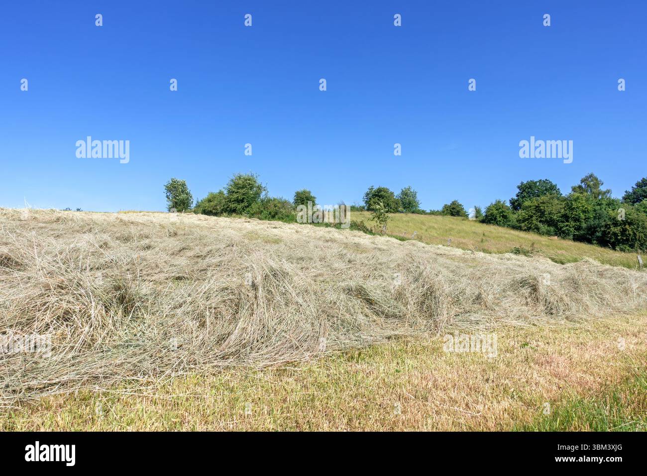 Herbe fauchée partiellement séchée dans le champ / prairie, utilisée comme fourrage pour animaux / bétail séchant avant d'être mise en balles en balles de foin au début de l'été Banque D'Images