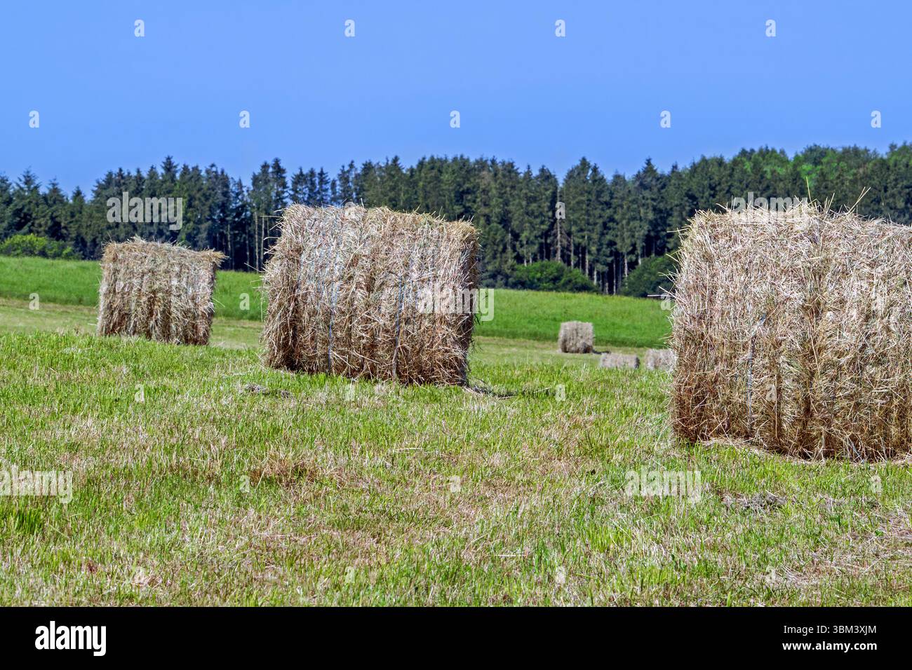 Pelouse fauchée partiellement séchée en balles dans le champ / prairie au début de l'été, formée en balles de foin cylindriques utilisées comme fourrage pour animaux / bétail Banque D'Images