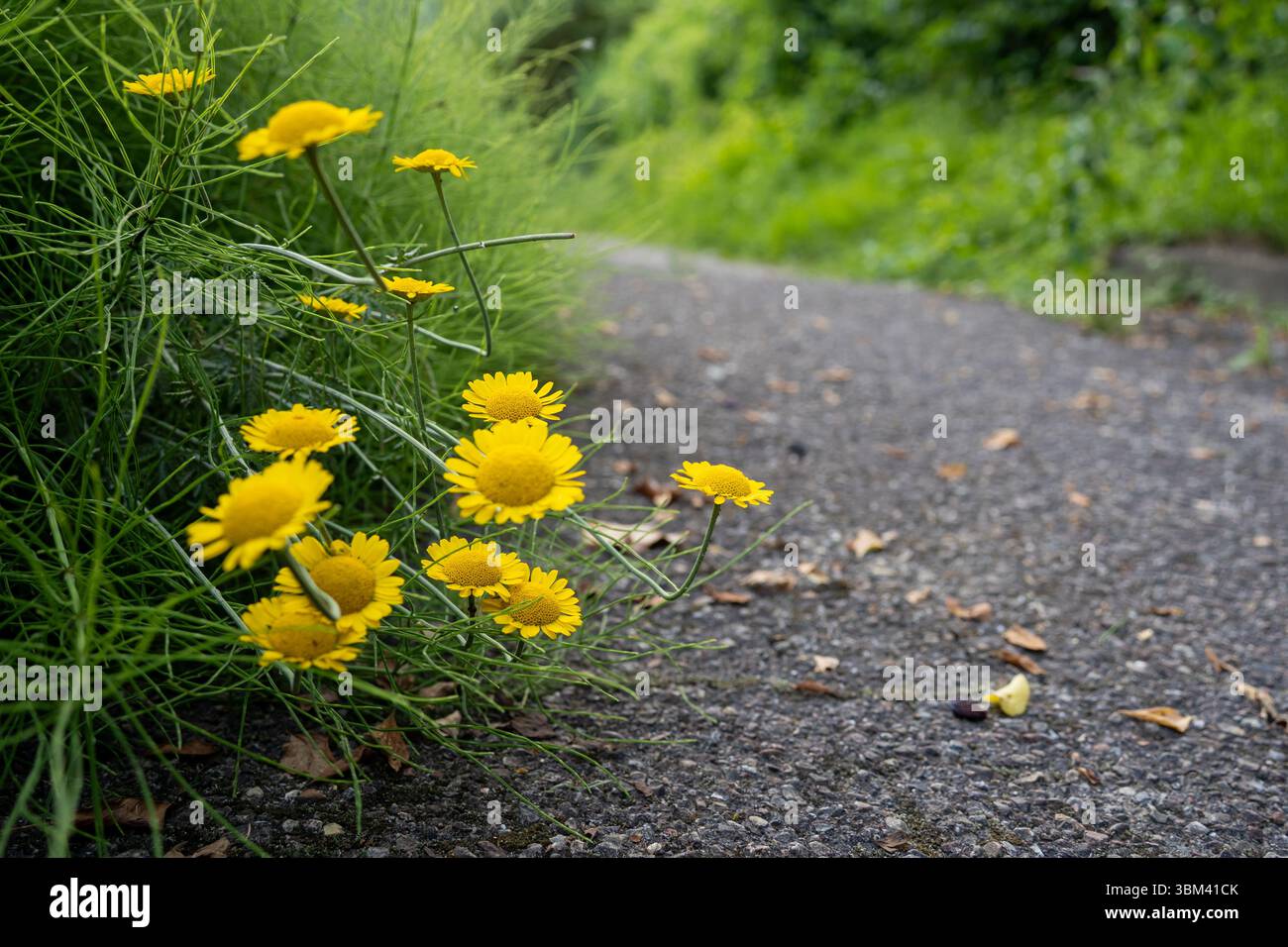 fleurs jaunes sur le côté de la route cose vers le haut Banque D'Images