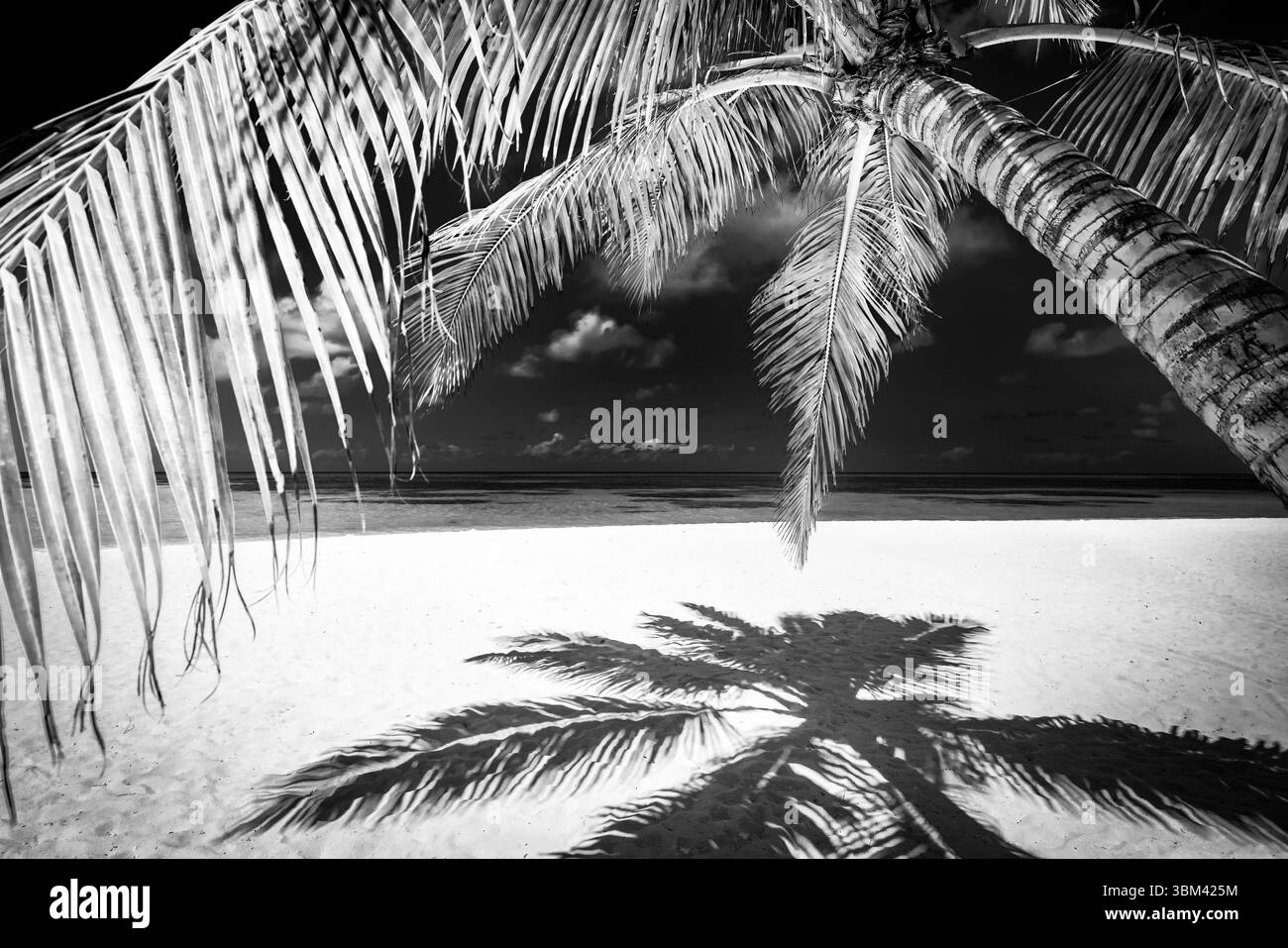Beau fond de nature abstrait. Plage tropicale d'été feuilles de palmier, paysage marin artistique noir et blanc, littoral exotique pittoresque, tranquille minimal Banque D'Images