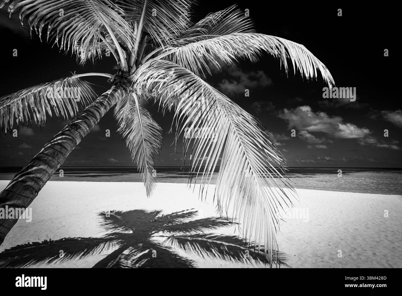 Beau fond de nature abstrait. Plage tropicale d'été feuilles de palmier, paysage marin artistique noir et blanc, littoral exotique pittoresque, tranquille minimal Banque D'Images