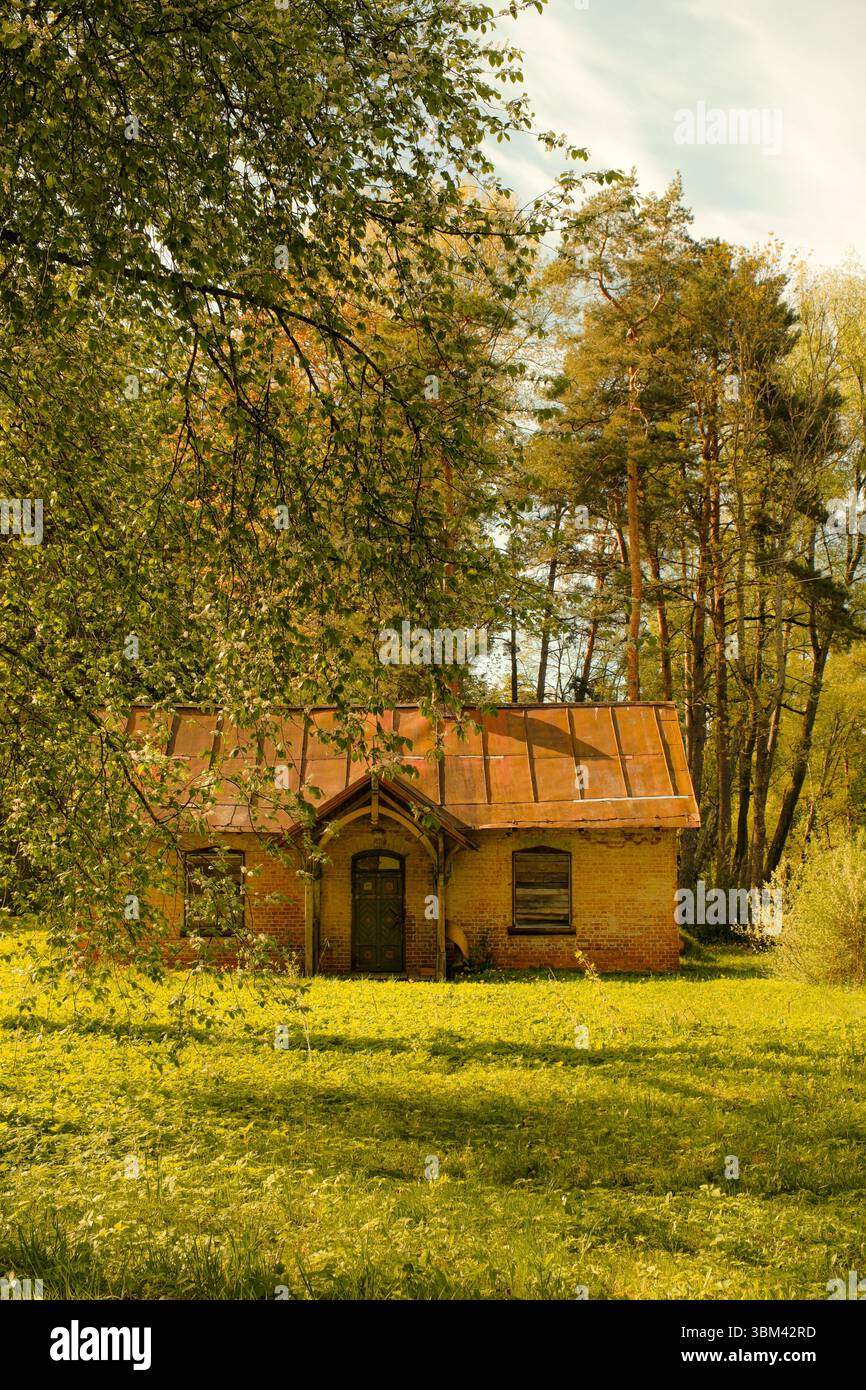 Une petite maison de briques abandonnée se dresse dans un pré forestier ensoleillé. Entouré de feuillage printanier frais et de grands pins. Banque D'Images