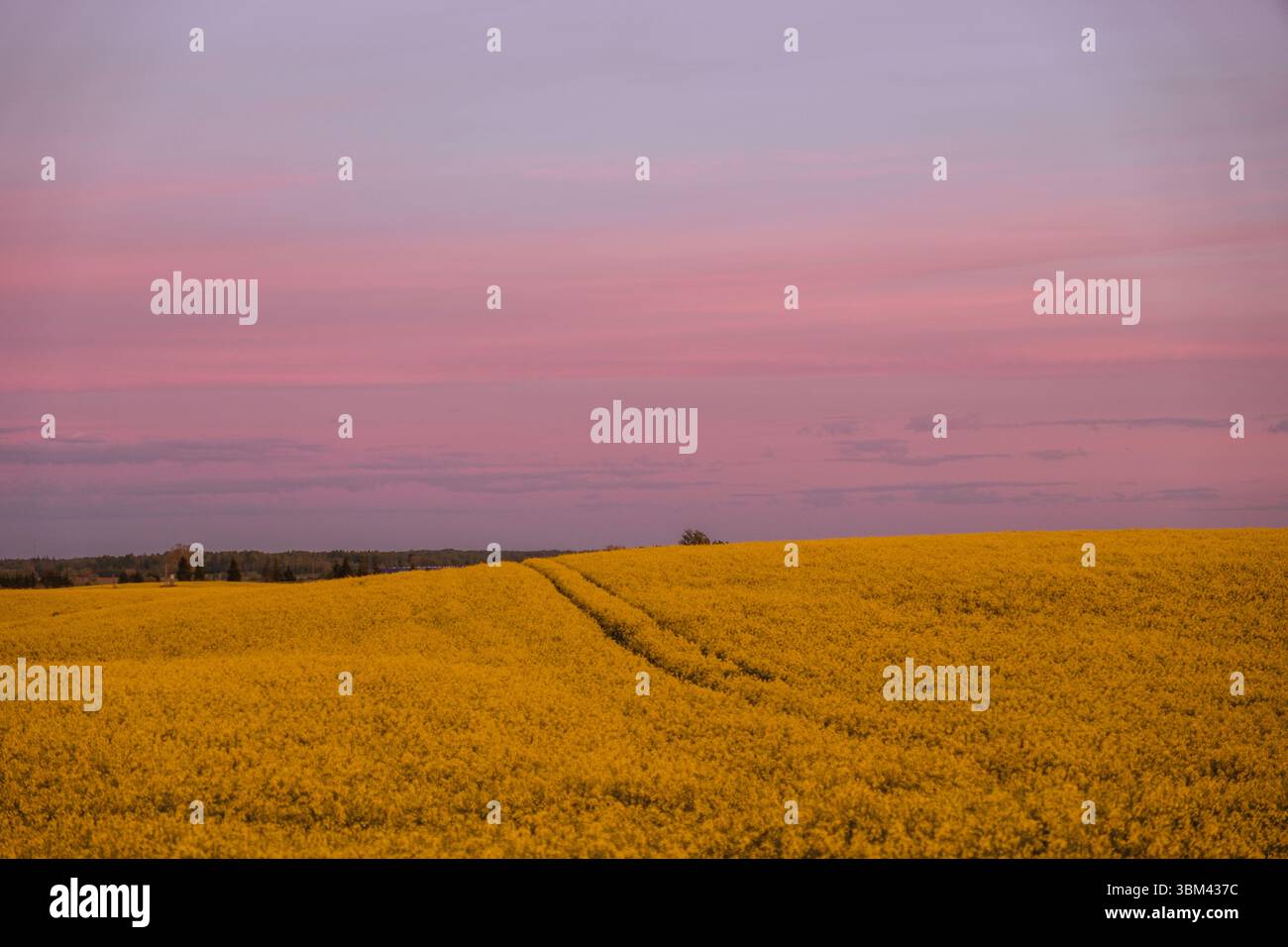 Vaste champ de colza s'étendant à l'horizon sous un ciel pastel doux. Les fleurs jaunes dorées contrastent magnifiquement avec le rose et la lavande. Banque D'Images
