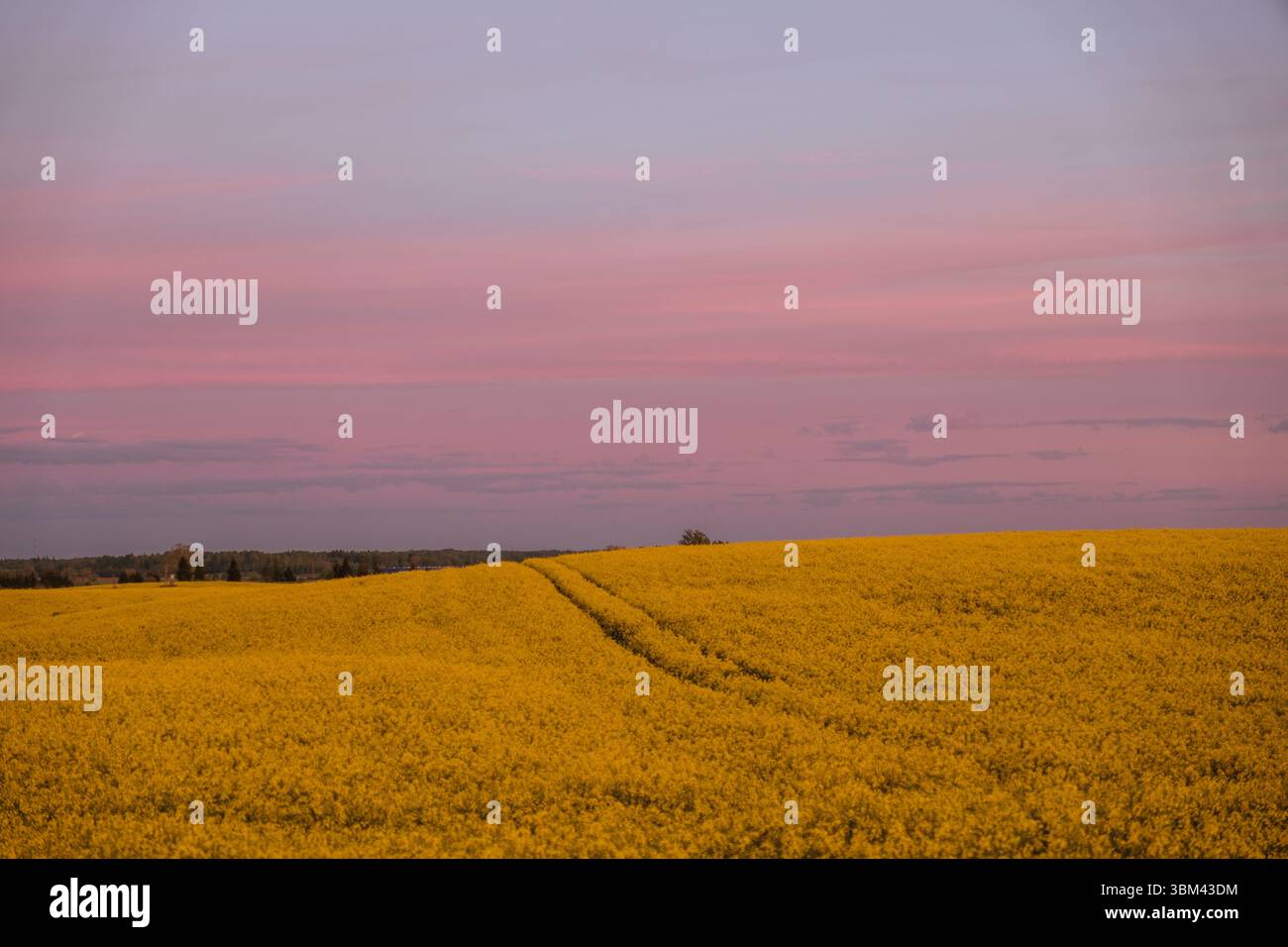 Vaste champ de colza s'étendant à l'horizon sous un ciel pastel doux. Les fleurs jaunes dorées contrastent magnifiquement avec le rose et la lavande. Banque D'Images