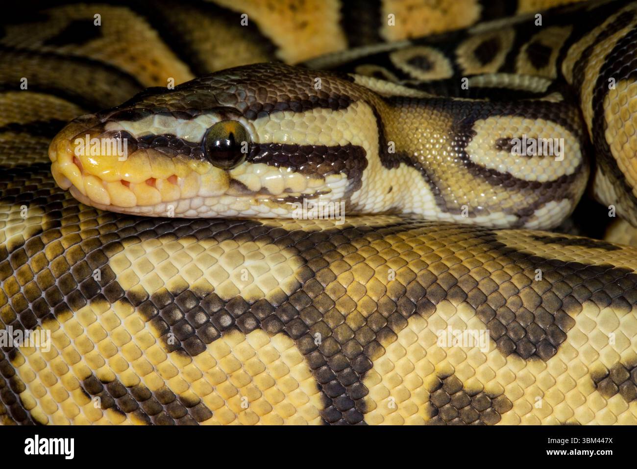 Pythons de balle. Banque D'Images