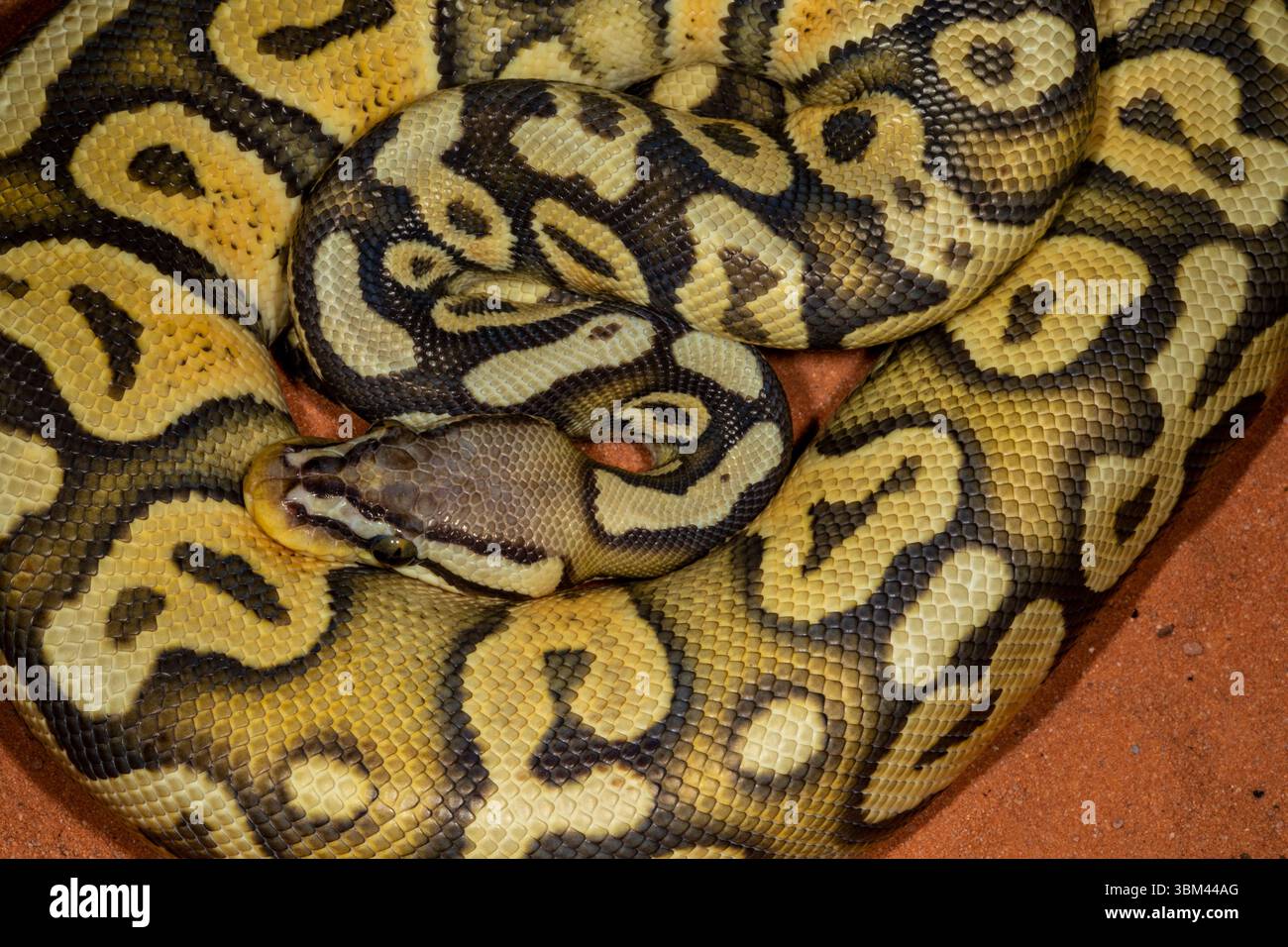 Pythons de balle. Banque D'Images