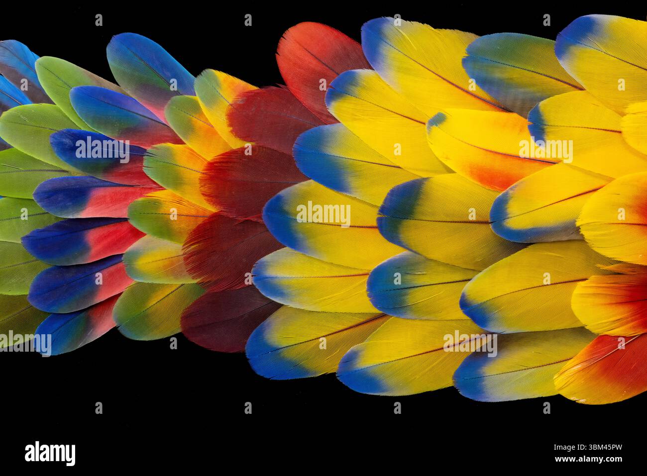 Motif plumes Banque D'Images