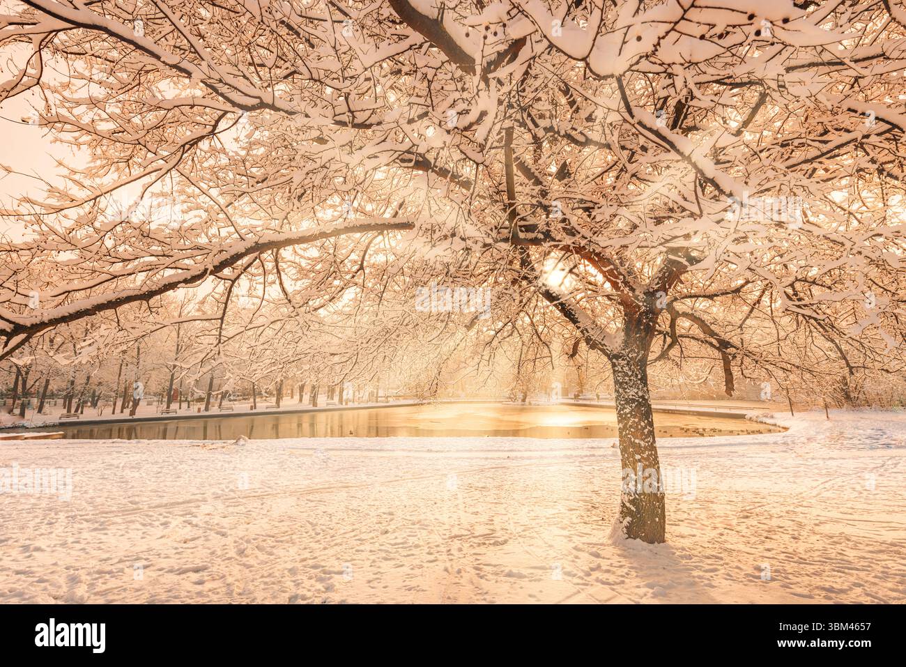 Lever de soleil doré et chaud sur un arbre enneigé et un étang gelé dans les bois. Lueur brumeuse de la nature. Paysage blanc paisible et froid saisonnier, coucher de soleil magique Banque D'Images