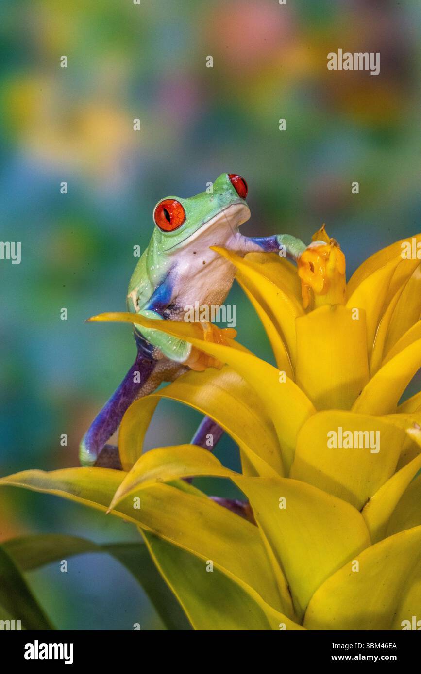 États-Unis, État de Washington, Sammamish. Grenouille arboricole aux yeux rouges Banque D'Images