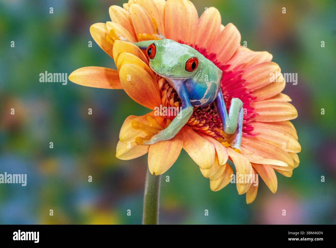 États-Unis, État de Washington, Sammamish. Grenouille arboricole aux yeux rouges Banque D'Images