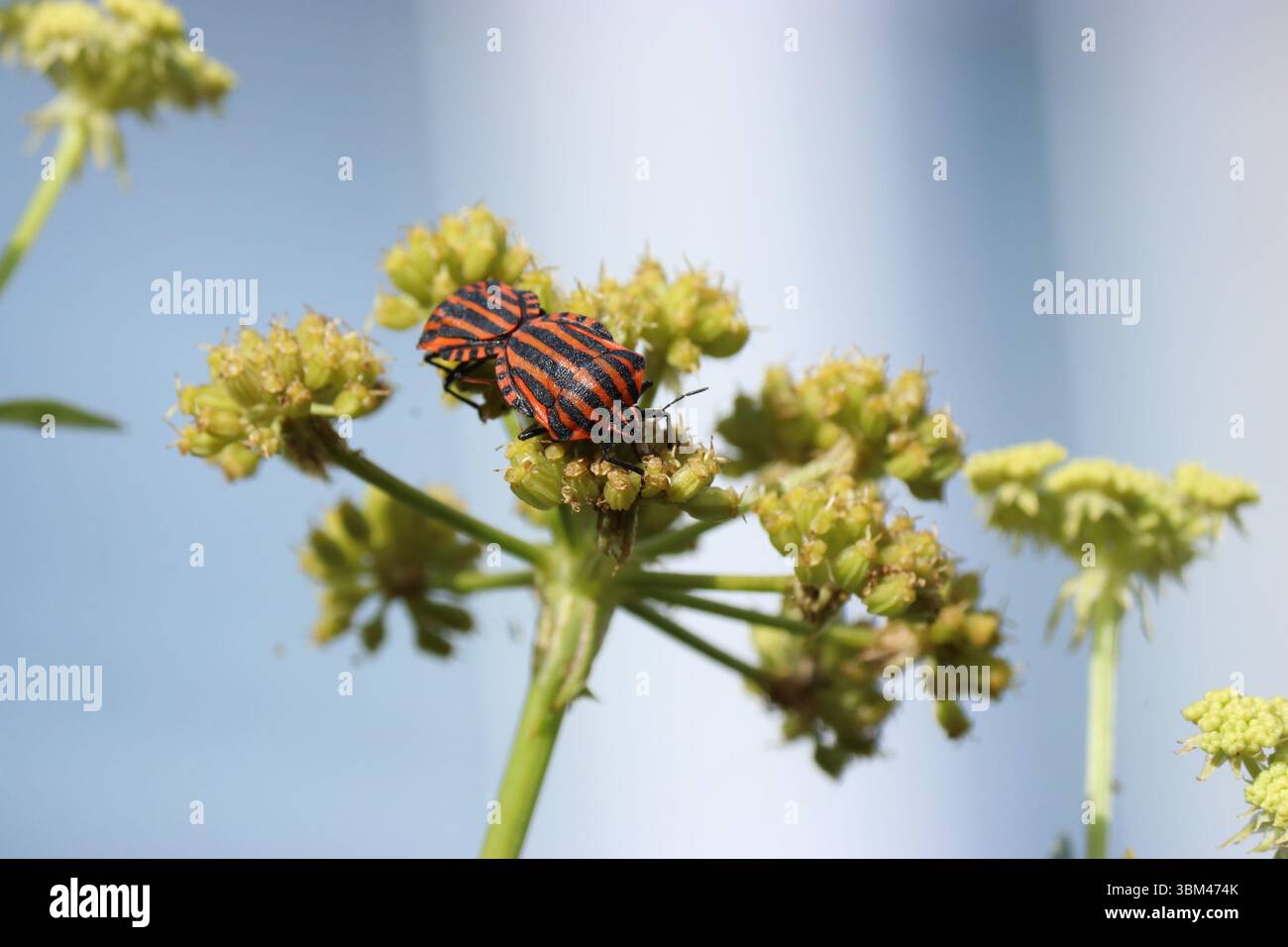 beaux insectes de bouclier rayés à une fleur dans la campagne en gros plan printanier Banque D'Images