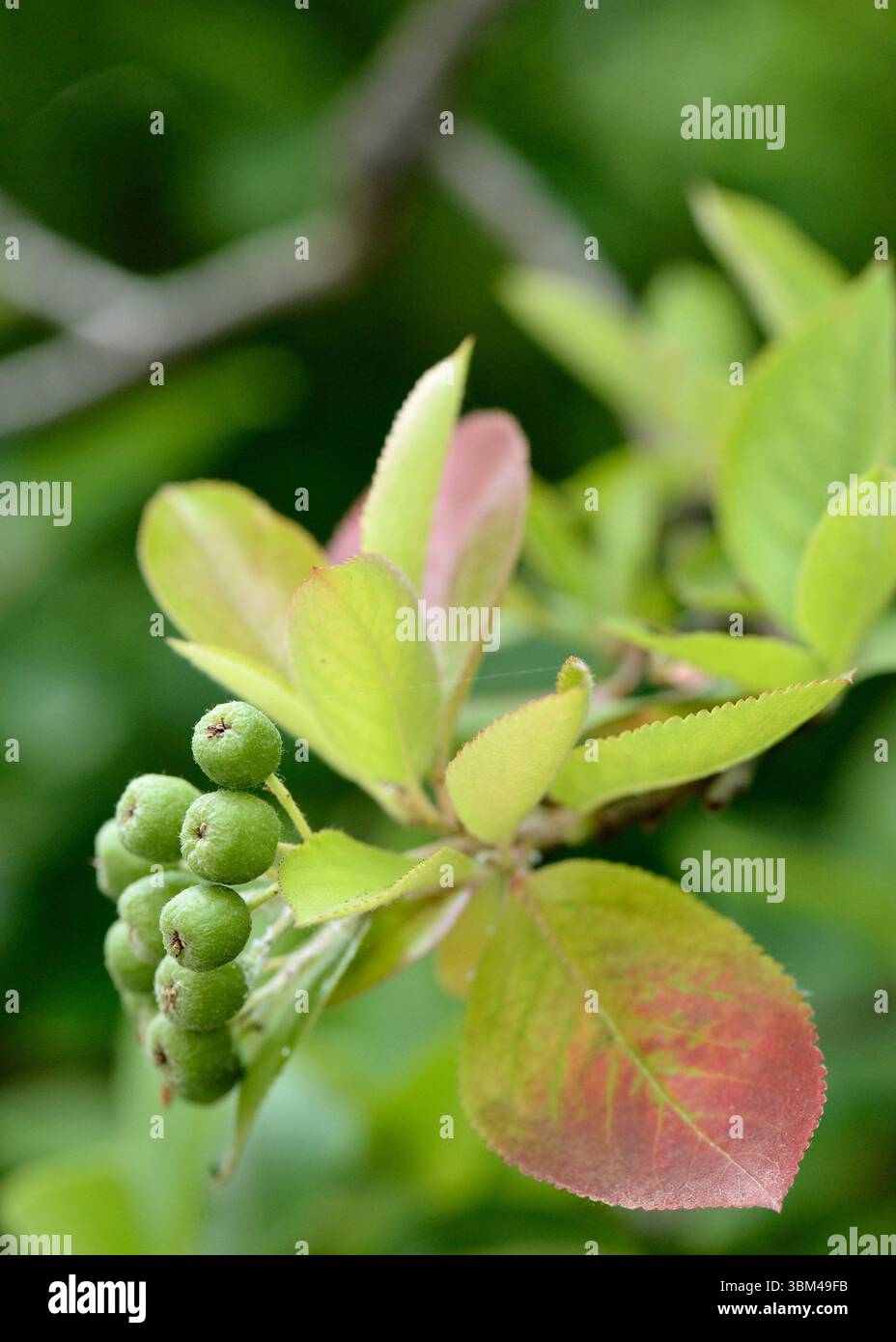 Baies vertes non mûres d'Aronia melanocarpa sur arbustes de la famille des Rosacées, au stade précoce du développement des fruits Banque D'Images