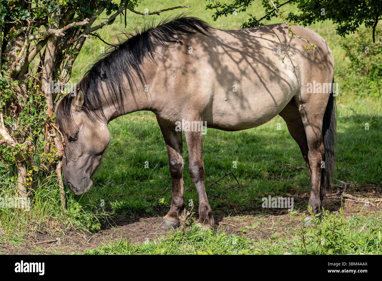 Cheval Konik en liberté dans une réserve naturelle en Zélande, pays-Bas Banque D'Images
