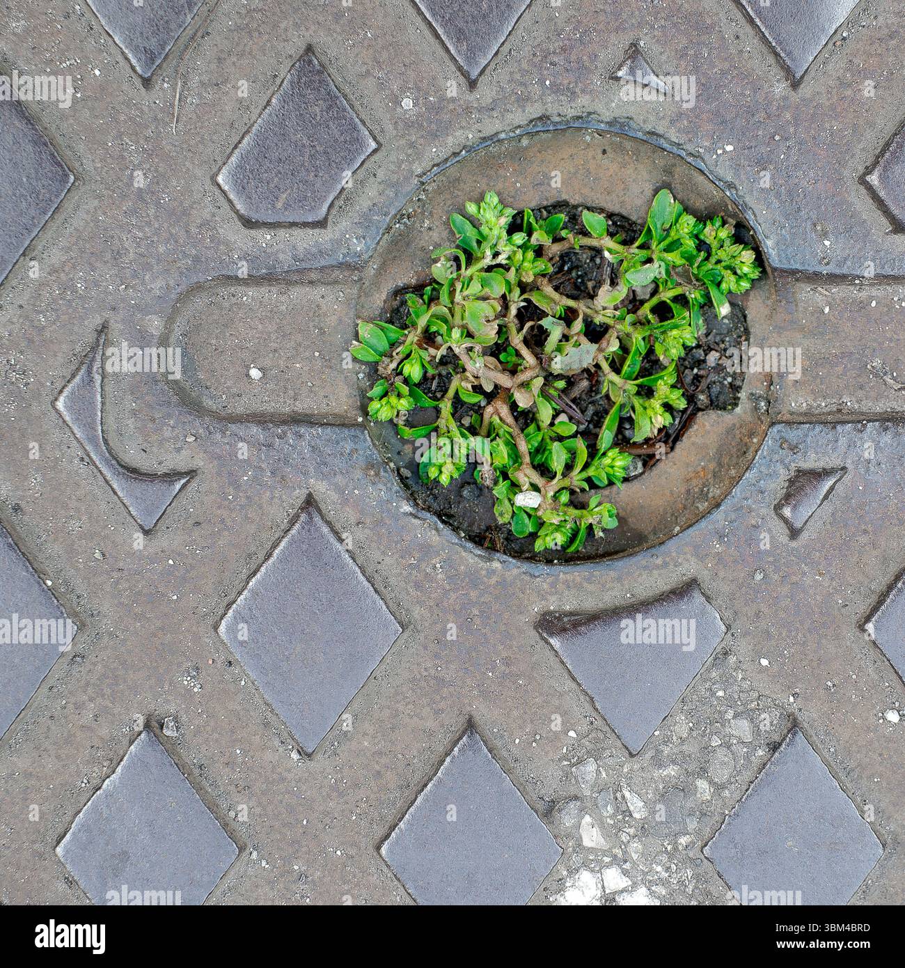 La vie où cela semblerait impossible. Plante poussant dans la rainure d'une poignée de trou d'homme. Banque D'Images