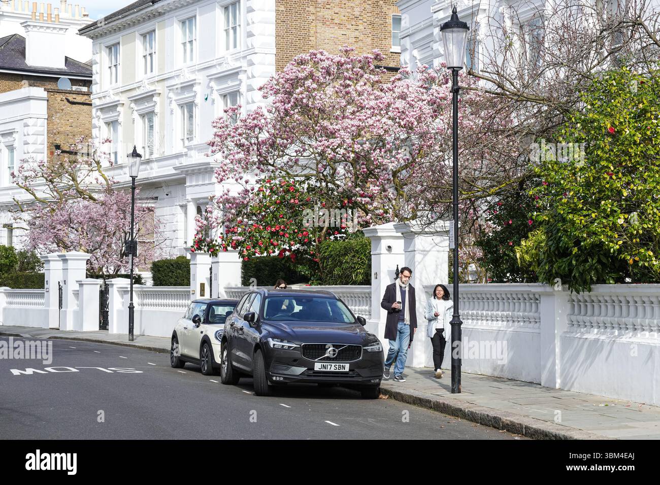 Arbre de magnolia fleuri à Kensington, Londres, Angleterre, Royaume-Uni, Royaume-Uni Banque D'Images