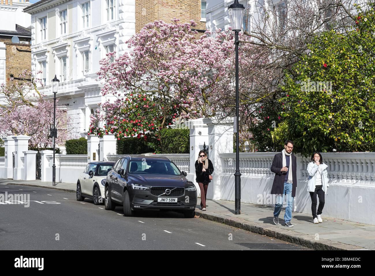Arbre de magnolia fleuri à Kensington, Londres, Angleterre, Royaume-Uni, Royaume-Uni Banque D'Images
