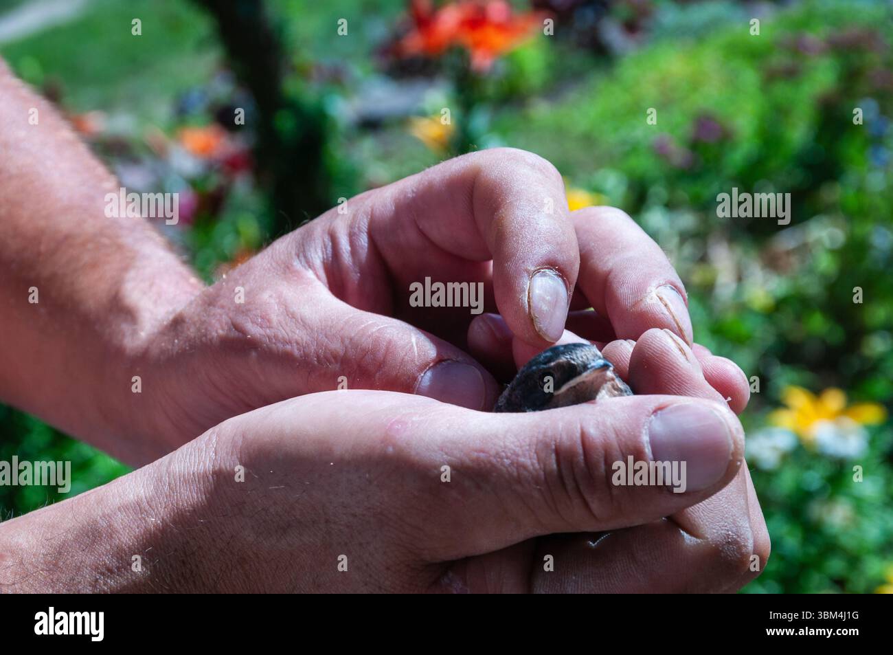Une personne tient un petit oiseau dans ses mains. L'oiseau est brun et a un bec noir. La personne regarde l'oiseau avec une expression douce Banque D'Images