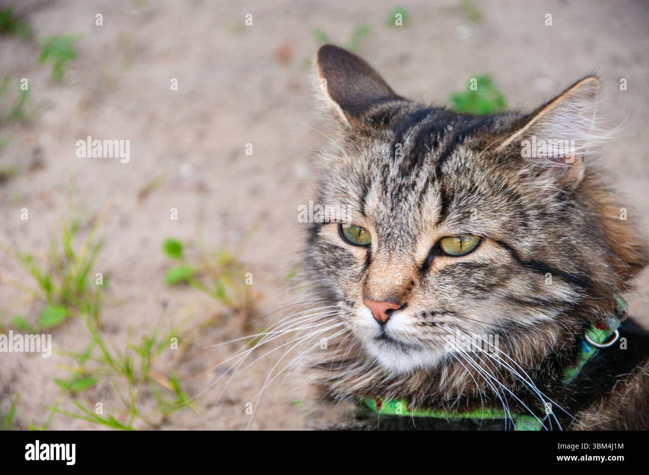 Un chat avec un collier vert est assis sur le sol. Le chat a un col vert et regarde la caméra Banque D'Images
