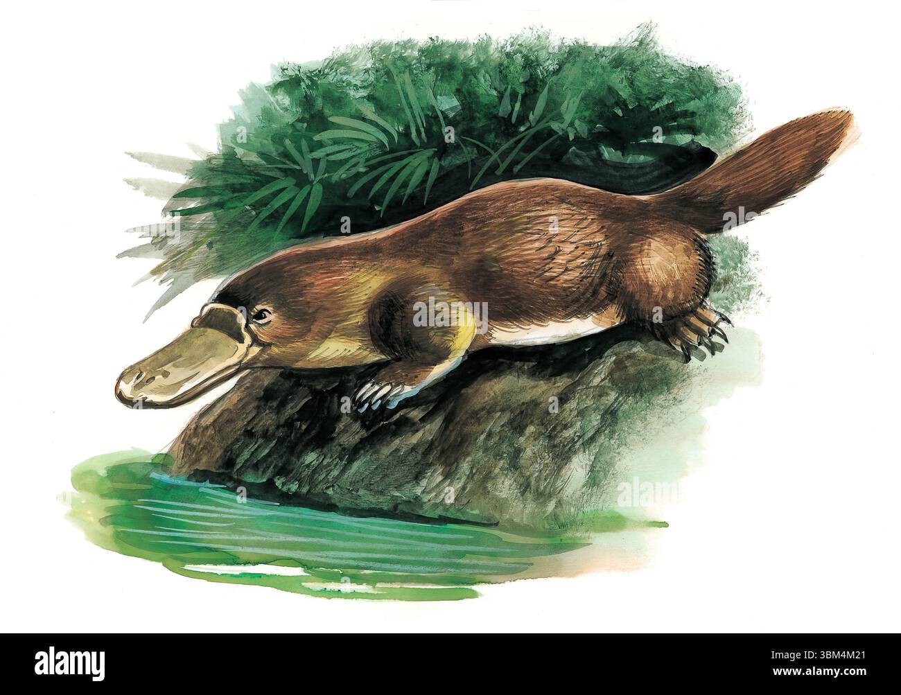 Aquarelle représentant un ornithorynque plongeant gracieusement dans une rivière entourée d'une végétation verte luxuriante, soulignant ses caractéristiques distinctives et Banque D'Images