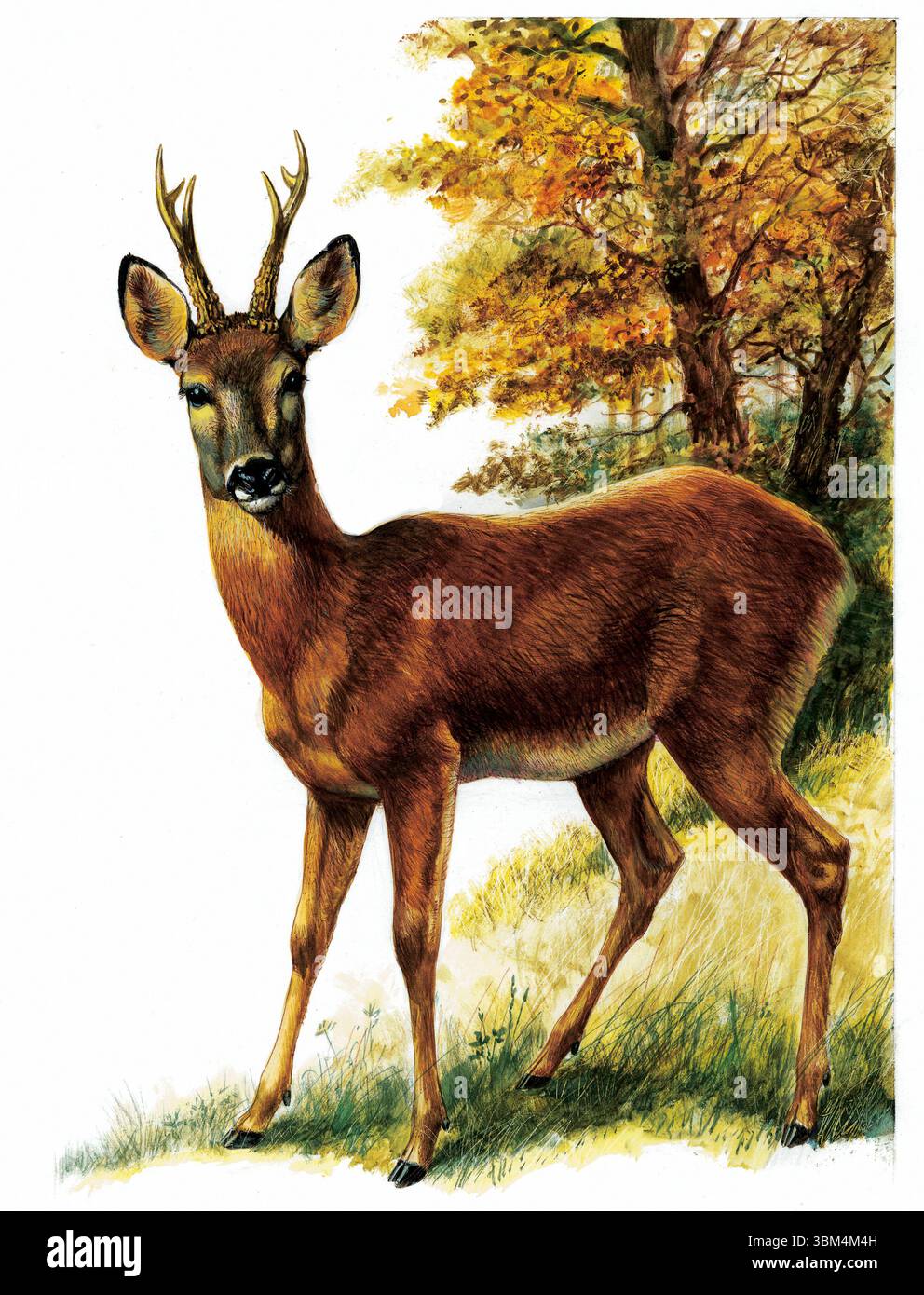 Cerf roé debout dans une clairière herbeuse, avec des arbres d'automne colorés en arrière-plan, créant une scène de la faune sereine et pittoresque, capturée dans un Banque D'Images