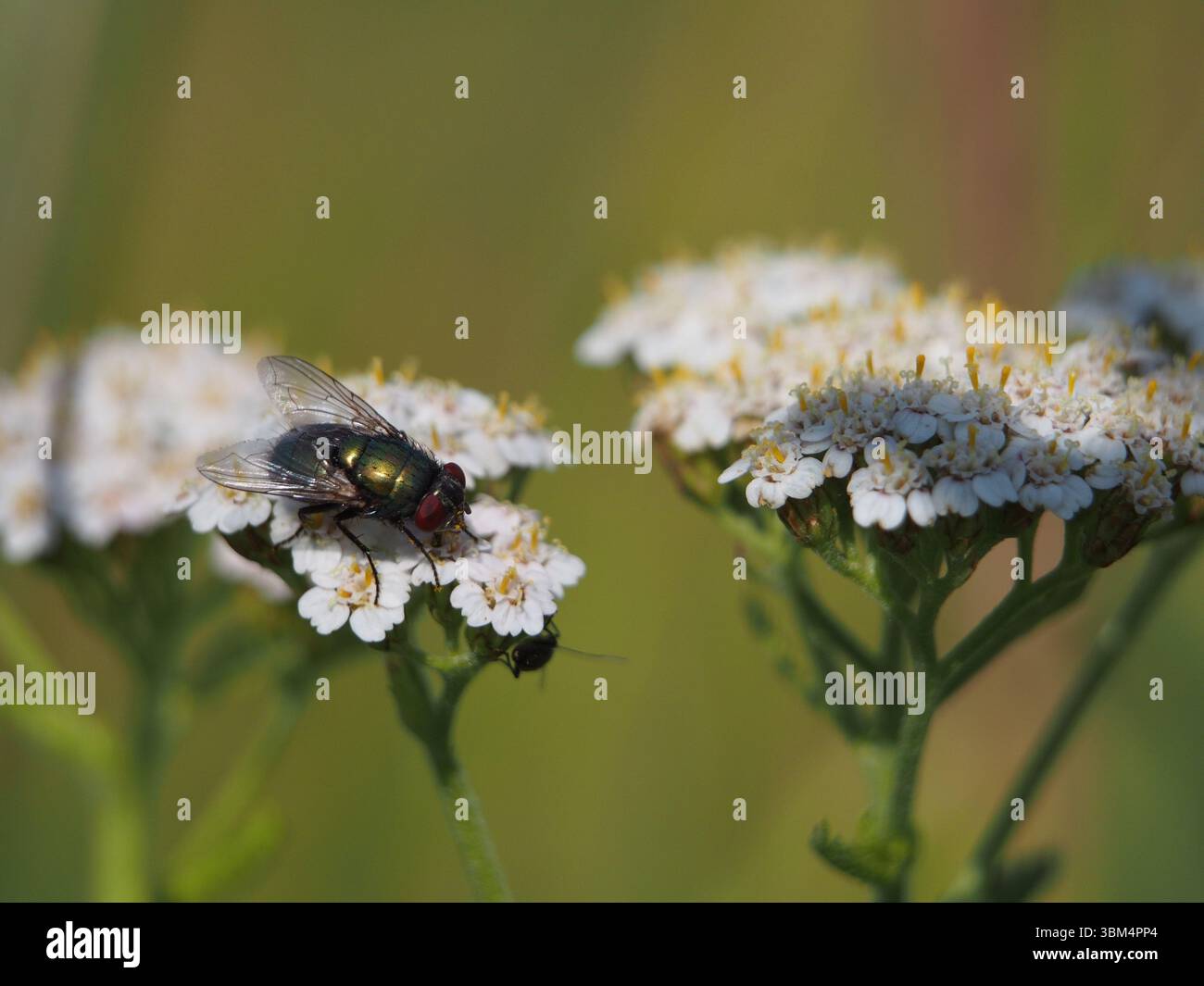 Gros plan isolé d'une mouche verte commune (lucilia sericata) se nourrissant du nectar de la glorière commune (achillea millefolium) dans un champ à Bonn, GE Banque D'Images