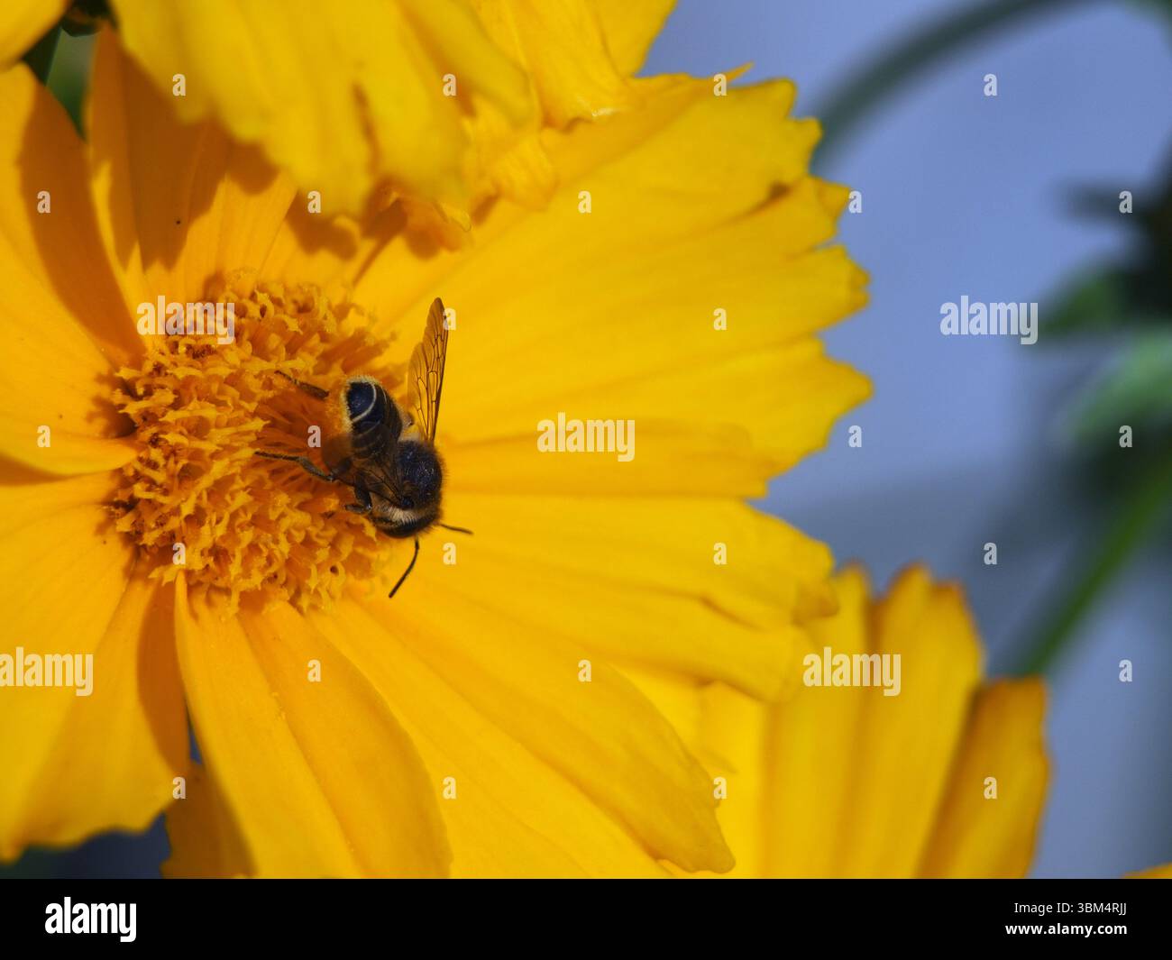 Gros plan de l’arrière d’une abeille tailleuse de feuille de willughby (mégachile willughbiella) recueillant le pollen de Coreopsis lanceolate L., ou Coreopsis o à feuilles lancées Banque D'Images