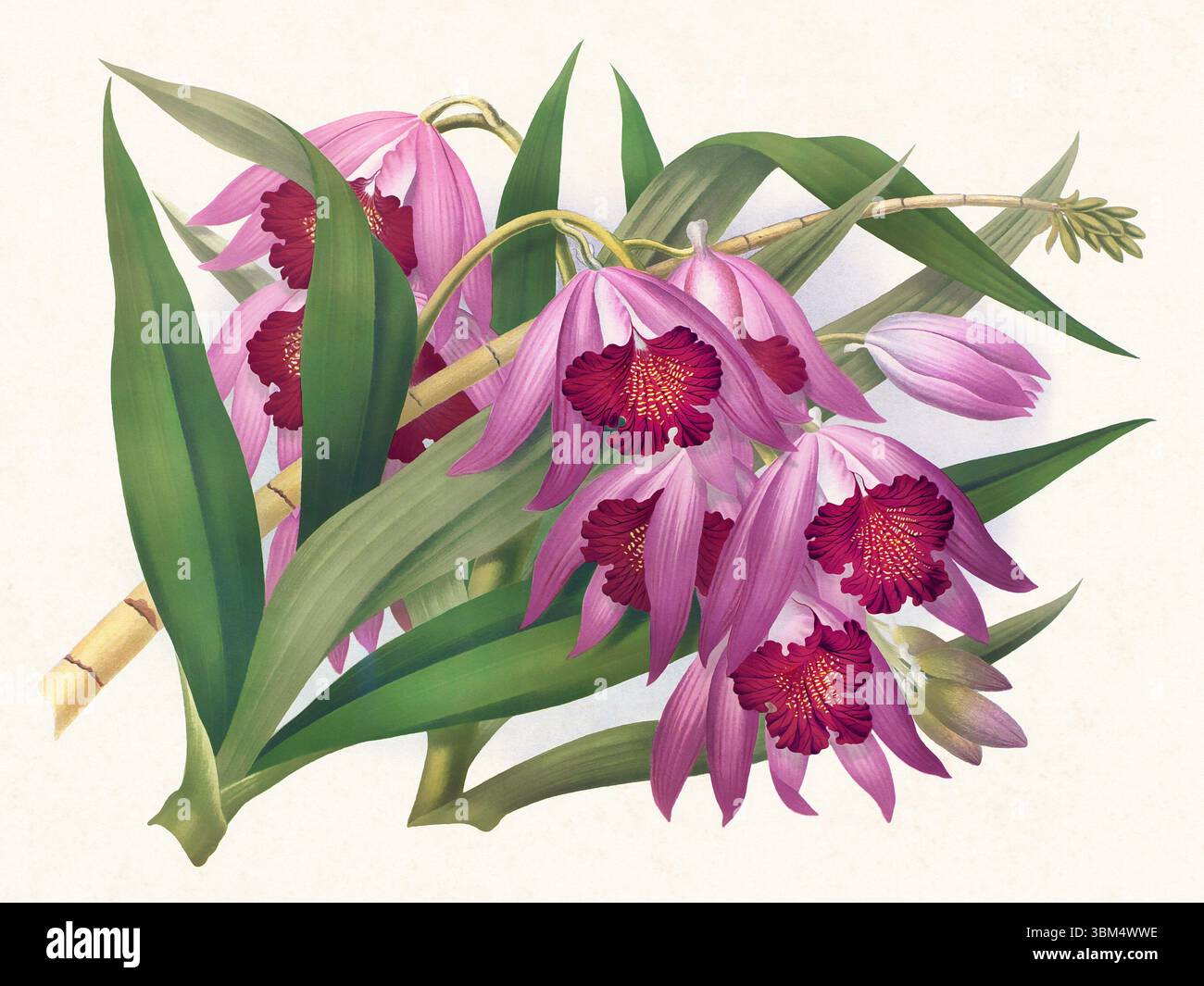 Illustration de fleur d'orchidée. Beau dessin d'orchidée tropicale dans des couleurs vives. Parfait pour le décor botanique, les impressions ou les projets créatifs. Banque D'Images