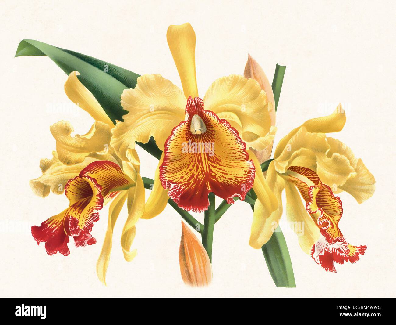 Illustration de fleur d'orchidée. Beau dessin d'orchidée tropicale dans des couleurs vives. Parfait pour le décor botanique, les impressions ou les projets créatifs. Banque D'Images