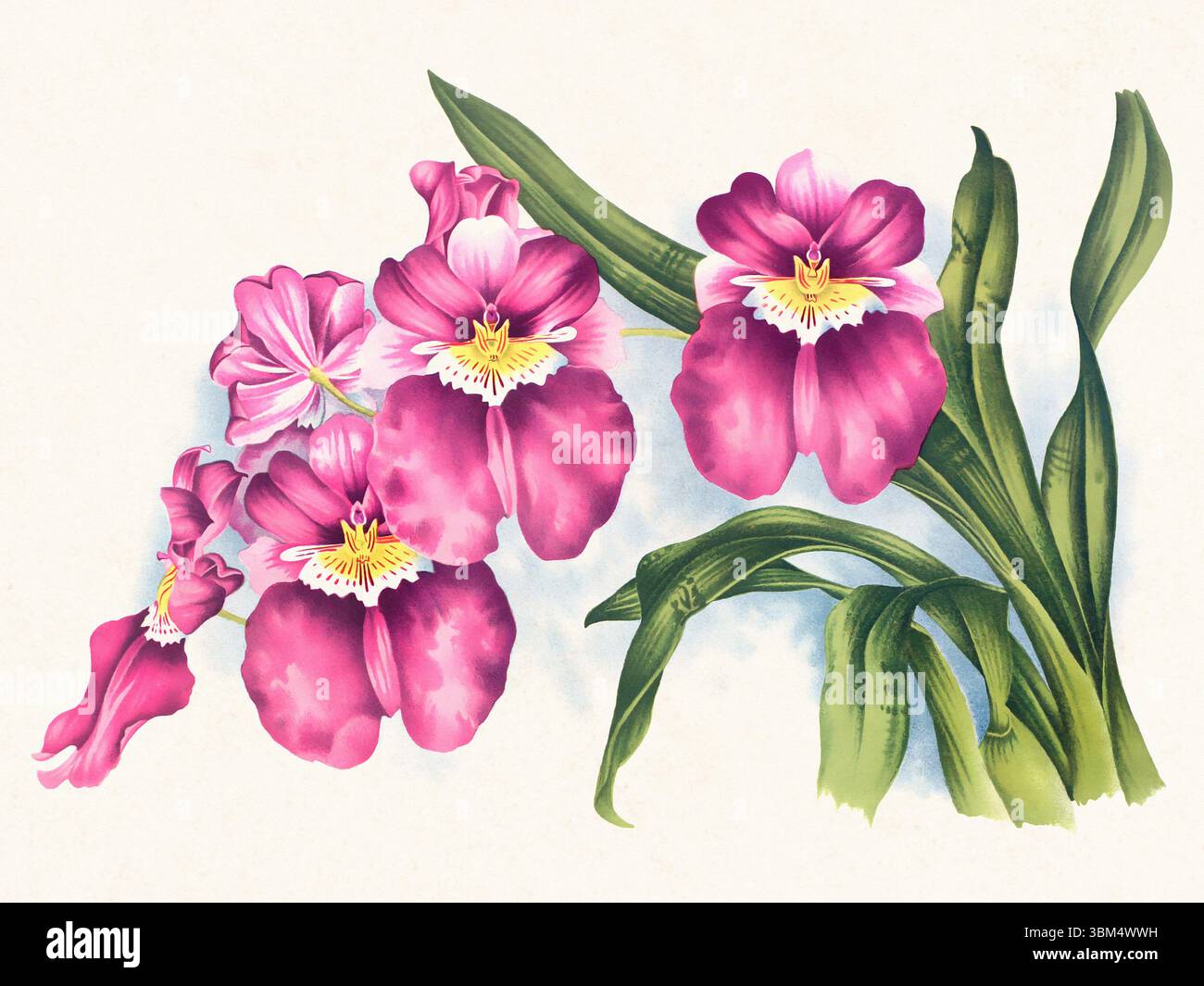 Illustration de fleur d'orchidée. Beau dessin d'orchidée tropicale dans des couleurs vives. Parfait pour le décor botanique, les impressions ou les projets créatifs. Banque D'Images