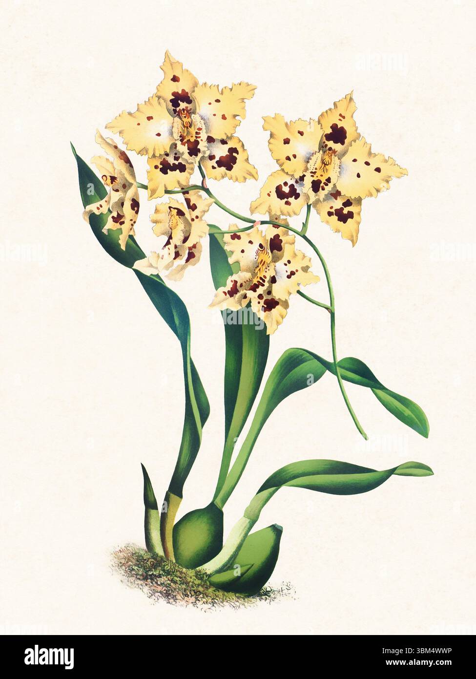 Illustration de fleur d'orchidée. Beau dessin d'orchidée tropicale dans des couleurs vives. Parfait pour le décor botanique, les impressions ou les projets créatifs. Banque D'Images