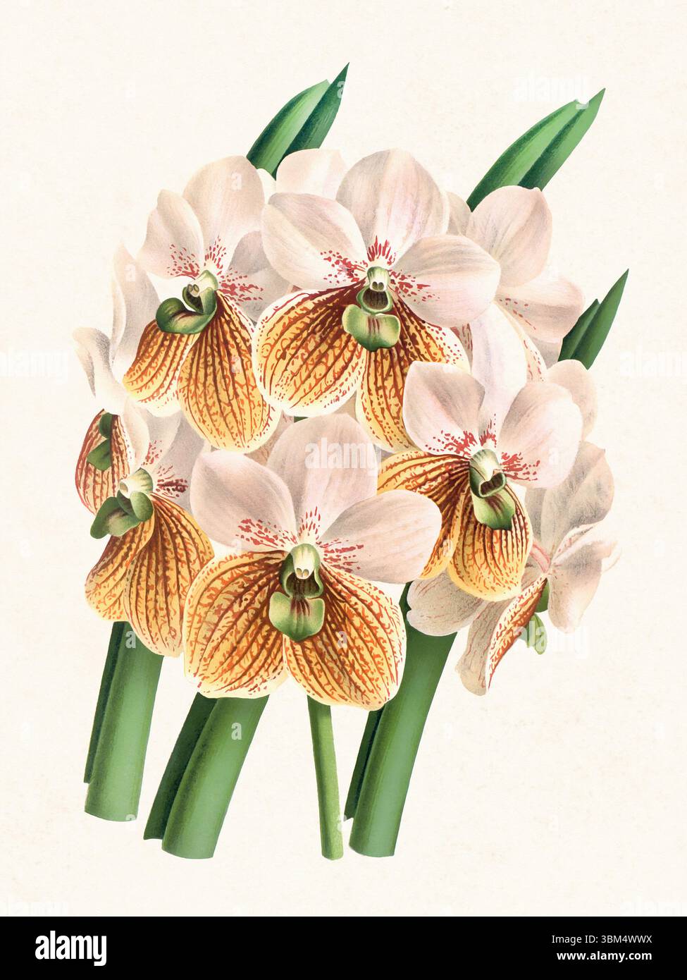 Illustration de fleur d'orchidée. Beau dessin d'orchidée tropicale dans des couleurs vives. Parfait pour le décor botanique, les impressions ou les projets créatifs. Banque D'Images