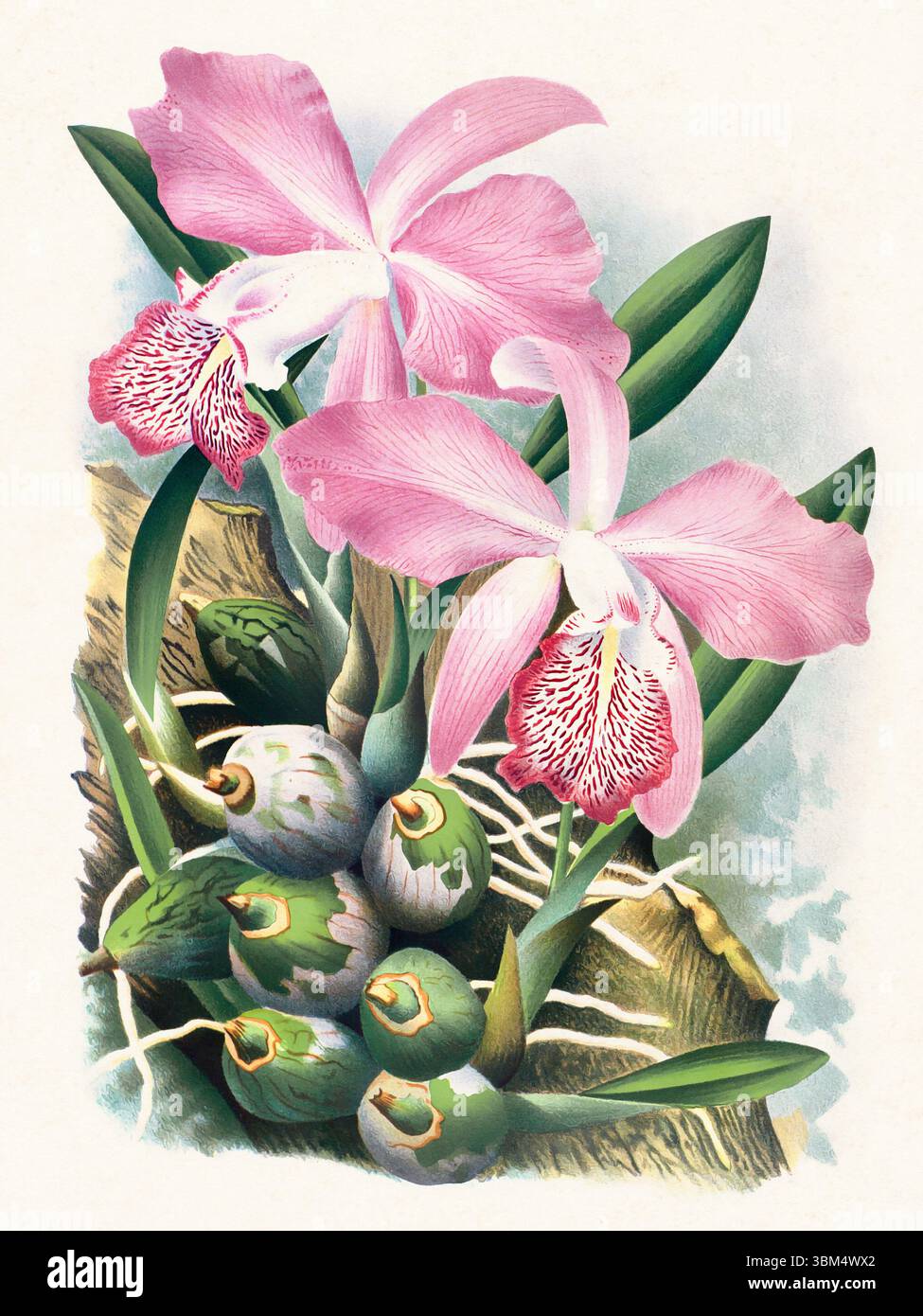 Illustration de fleur d'orchidée. Beau dessin d'orchidée tropicale dans des couleurs vives. Parfait pour le décor botanique, les impressions ou les projets créatifs. Banque D'Images