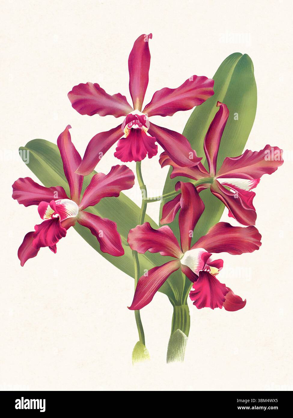 Illustration de fleur d'orchidée. Beau dessin d'orchidée tropicale dans des couleurs vives. Parfait pour le décor botanique, les impressions ou les projets créatifs. Banque D'Images