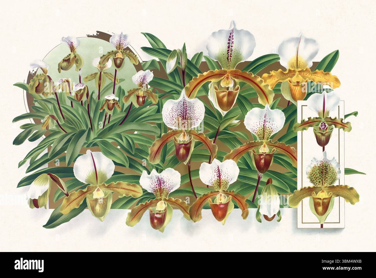 Illustration de fleur d'orchidée. Beau dessin d'orchidée tropicale dans des couleurs vives. Parfait pour le décor botanique, les impressions ou les projets créatifs. Banque D'Images