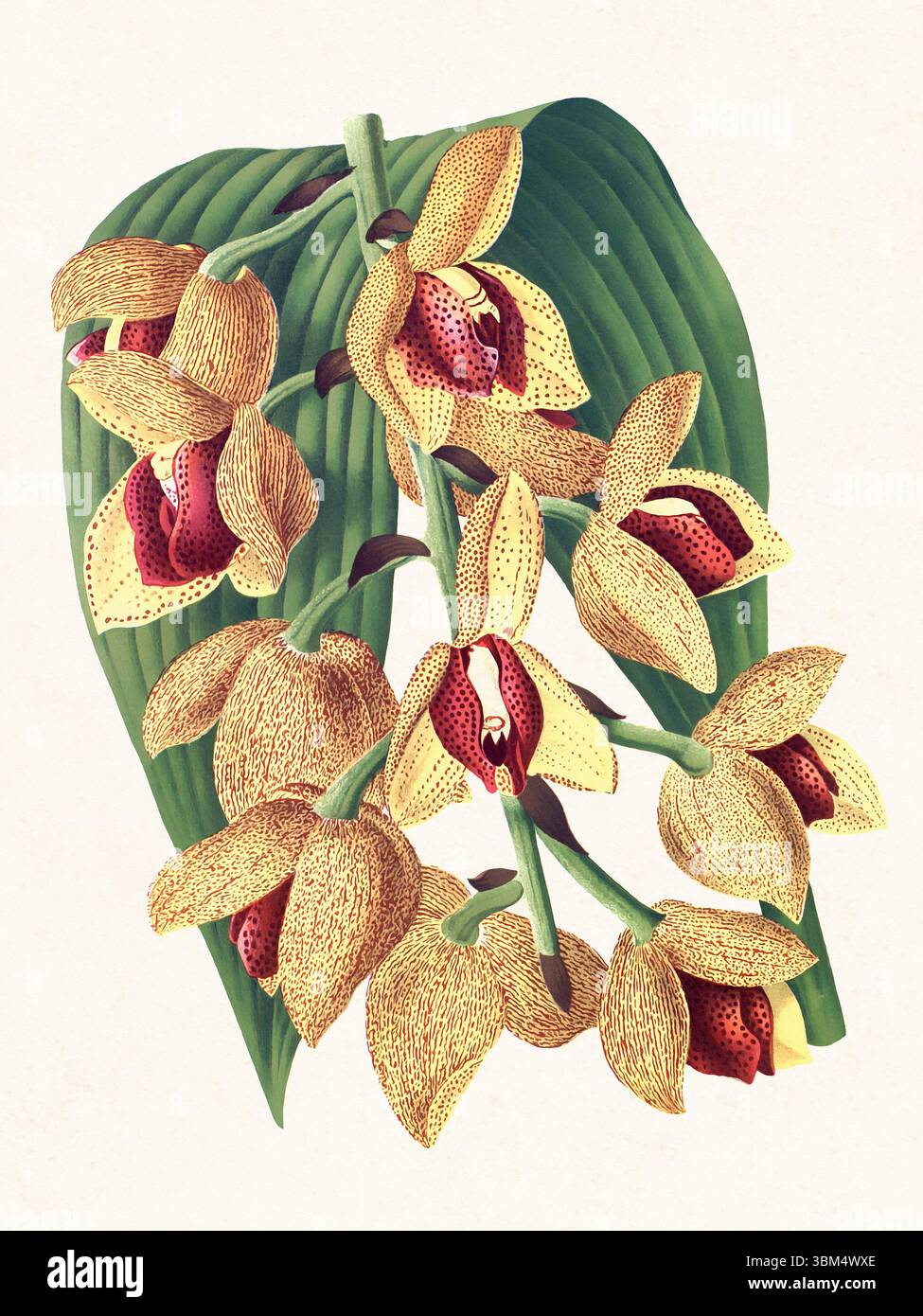 Illustration de fleur d'orchidée. Beau dessin d'orchidée tropicale dans des couleurs vives. Parfait pour le décor botanique, les impressions ou les projets créatifs. Banque D'Images