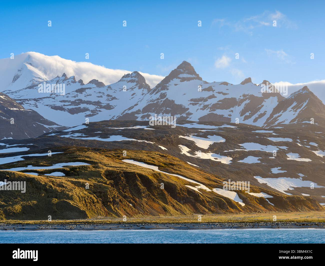 La plaine de Salisbury avec les énormes colonies de manchots royaux dans la baie des Isles. Antarctique, Subantarctique, Géorgie du Sud. Banque D'Images