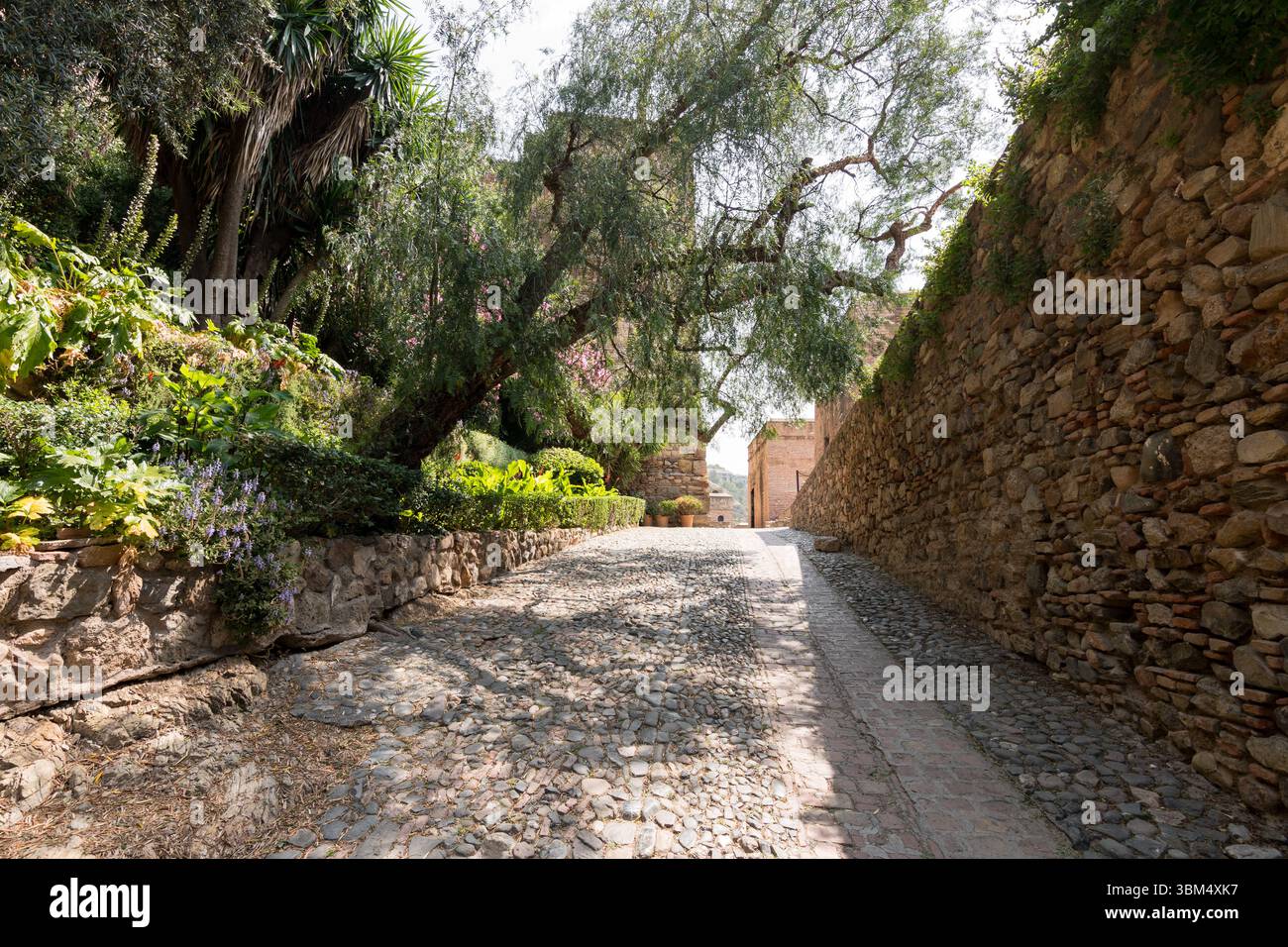 Chemin de pierre ombragé à l'intérieur de l'Alcazaba de Málaga, bordé de verdure luxuriante et de vieux murs, menant à un autre coin de l'histoire. Banque D'Images