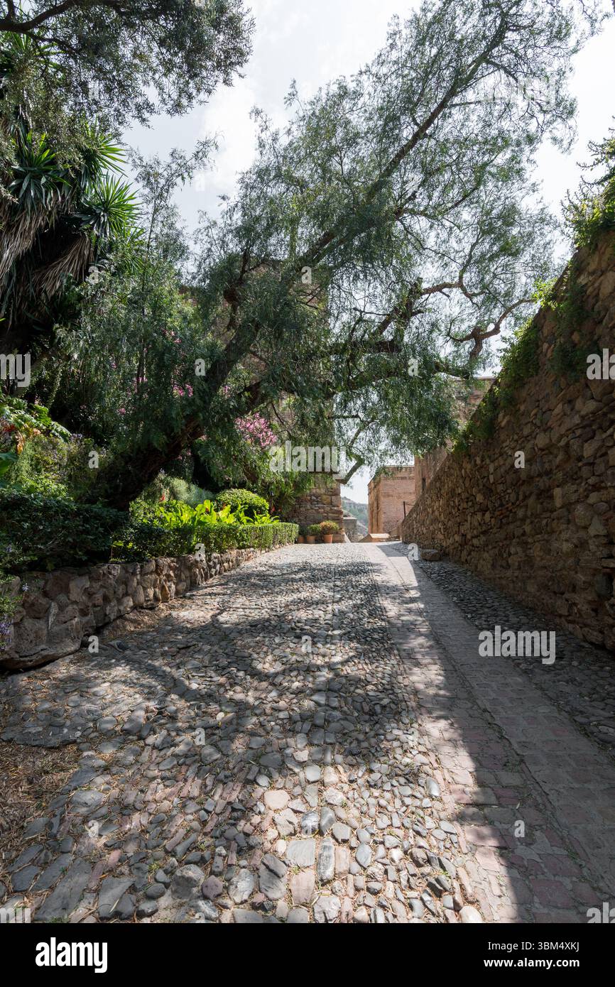 Chemin de pierre ombragé à l'intérieur de l'Alcazaba de Málaga, bordé de verdure luxuriante et de vieux murs, menant à un autre coin de l'histoire. Banque D'Images