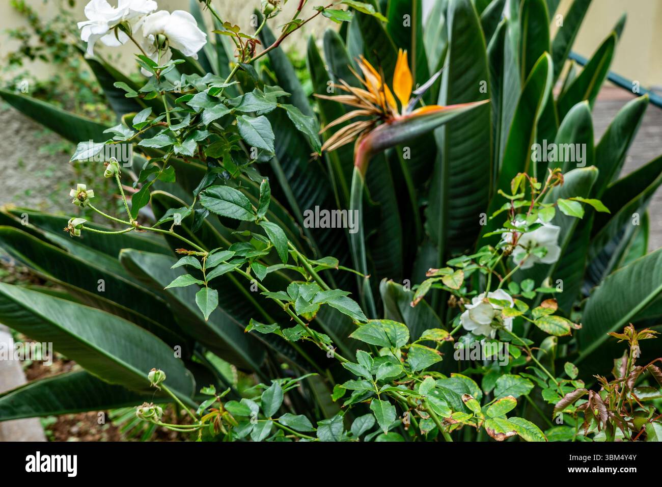 Des roses blanches et une fleur vibrante d'oiseau de paradis (Strelitzia reginae) poussant ensemble dans un jardin luxuriant, île de Madère, Portugal. Banque D'Images Des roses blanches et une fleur vibrante d'oiseau de paradis (Strelitzia reginae) poussant ensemble dans un jardin luxuriant, île de Madère, Portugal. Banque D'Images