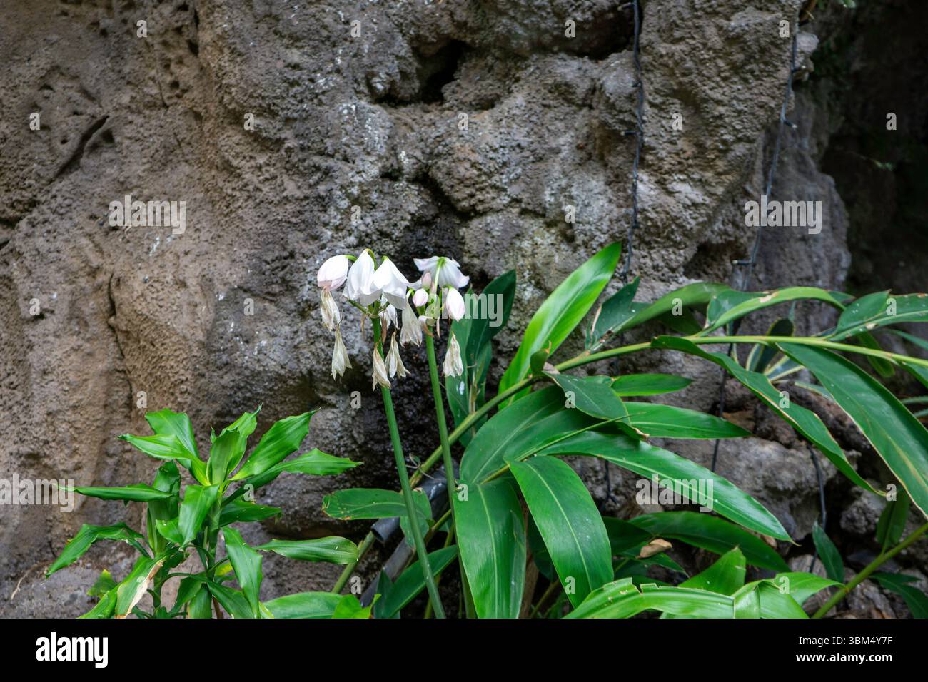 Lis de crinum avec des fleurs blanches qui s'estompent contre un mur de roche volcanique dans un jardin tropical ombragé, île de Madère, Portugal. Banque D'Images Lis de crinum avec des fleurs blanches qui s'estompent contre un mur de roche volcanique dans un jardin tropical ombragé, île de Madère, Portugal. Banque D'Images