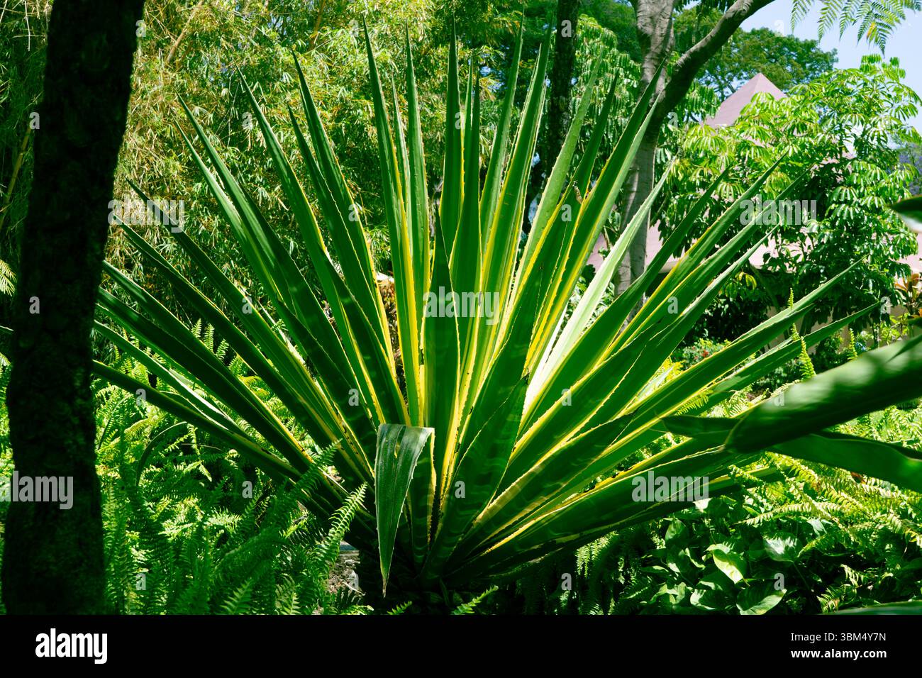 Grande plante d'agave panachée avec des feuilles épaisses vertes et jaunes audacieuses poussant dans un jardin tropical, île de Madère, Portugal. Banque D'Images Grande plante d'agave panachée avec des feuilles épaisses vertes et jaunes audacieuses poussant dans un jardin tropical, île de Madère, Portugal. Banque D'Images