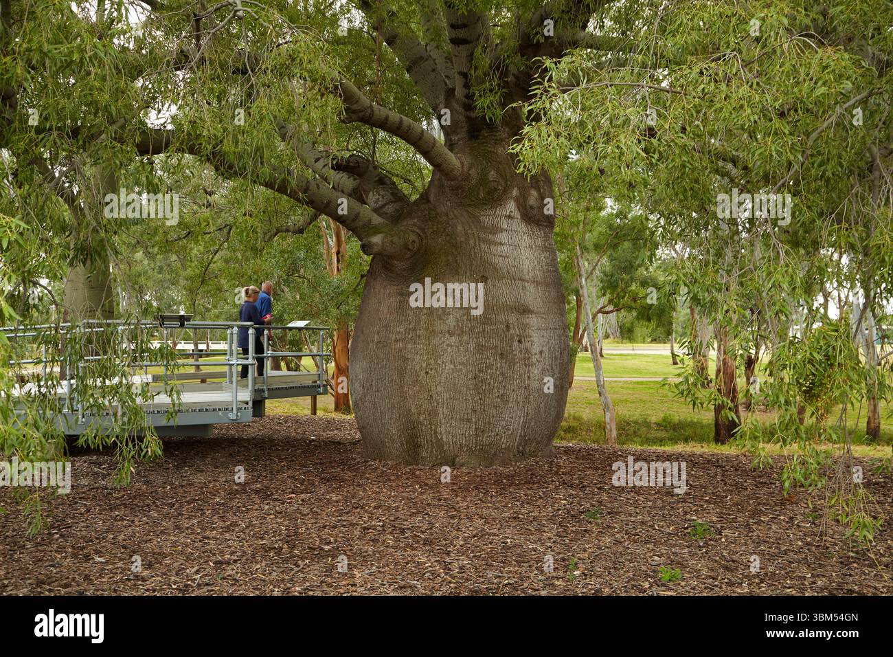 Le plus grand arbre à bouteilles de Roma, Roma, région de Maranoa, sud-ouest du Queensland, Australie. (Usage éditorial uniquement) Banque D'Images