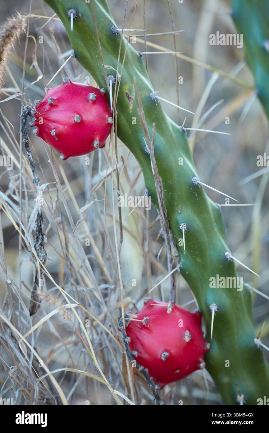 Fruit de Harrisia cactus (plante nuisible alias Moonlight cactus, cactus de serpent), Mitchell, Queensland, Australie Banque D'Images