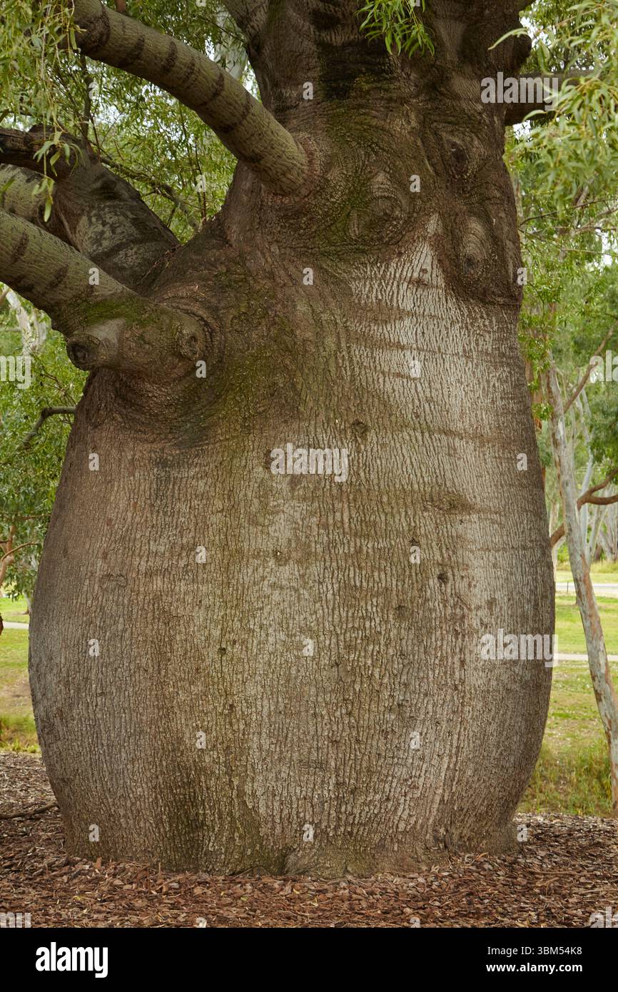 Le plus grand arbre à bouteilles de Roma, Roma, région de Maranoa, sud-ouest du Queensland, Australie Banque D'Images