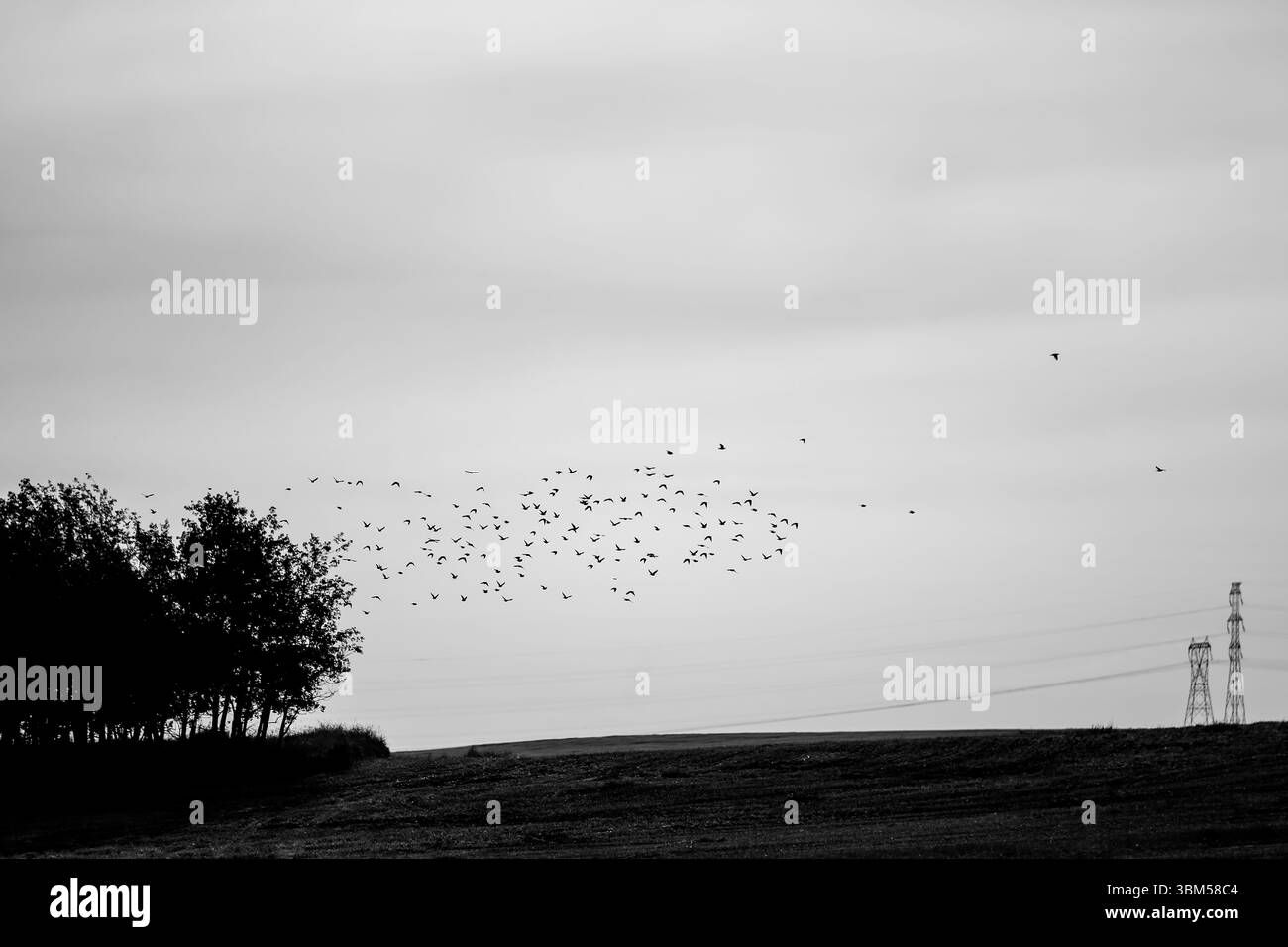 Paysages ruraux et troupeau d'étourneaux à l'extérieur de Calgary, Alberta, tôt le matin Banque D'Images